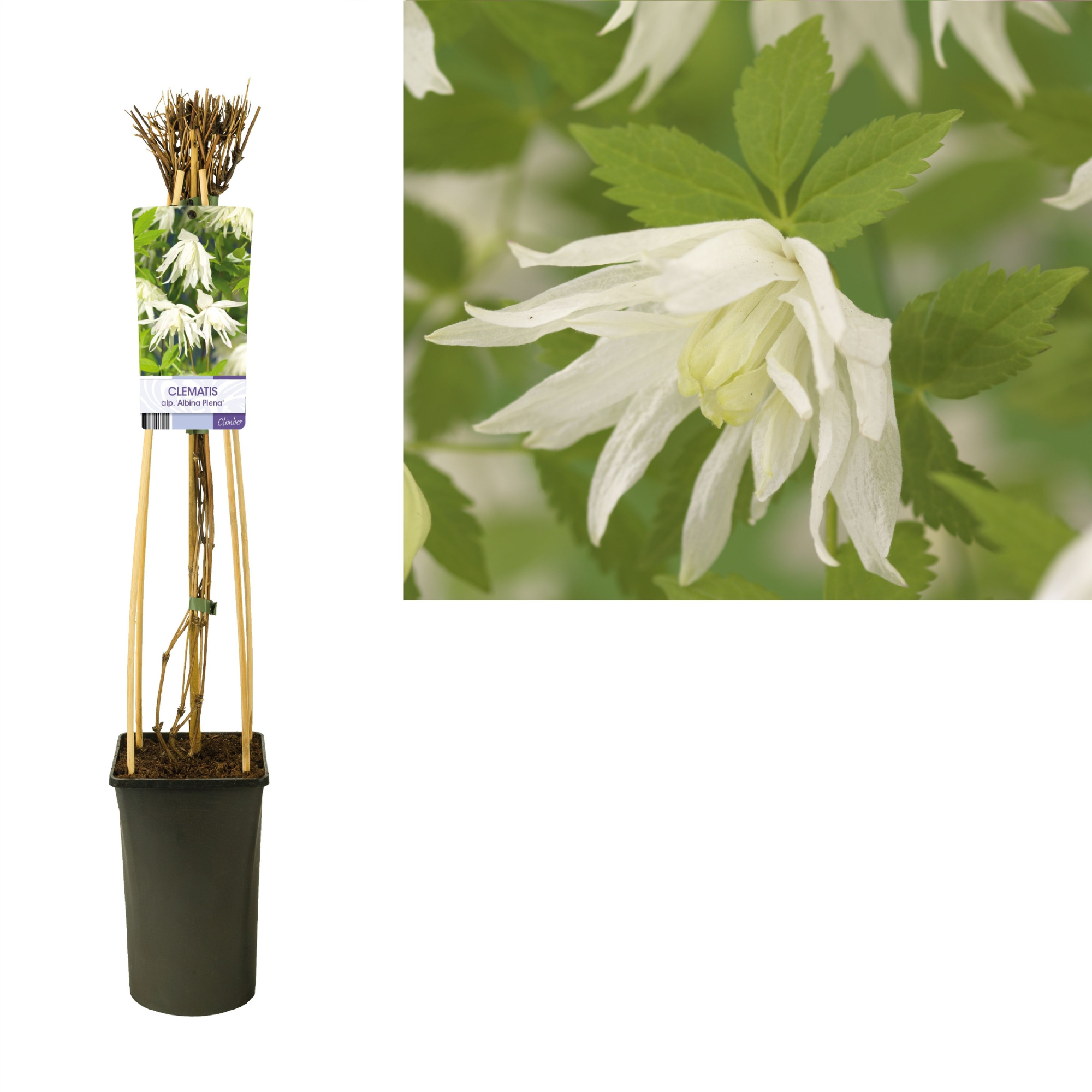 Clematis alp. 'Albina Plena' +light label, D 17