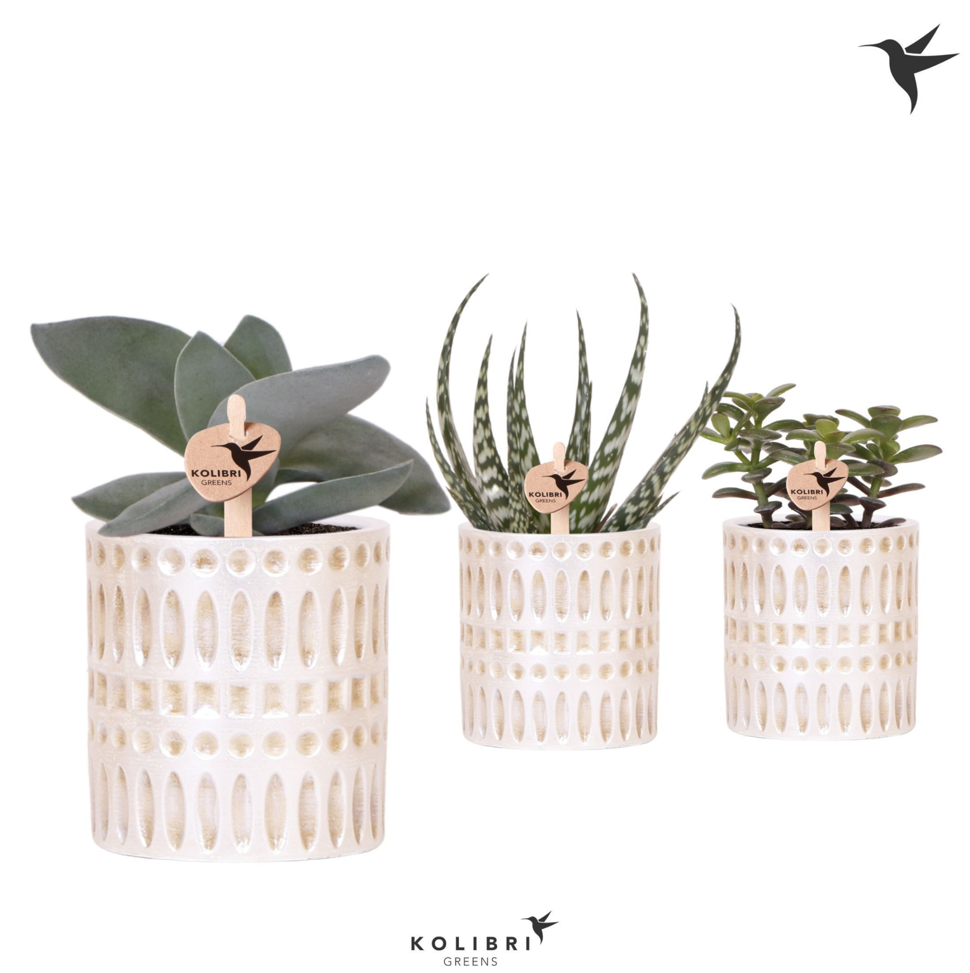 Kolibri Greens Succulenten mix in Mozaiek pot, D 9