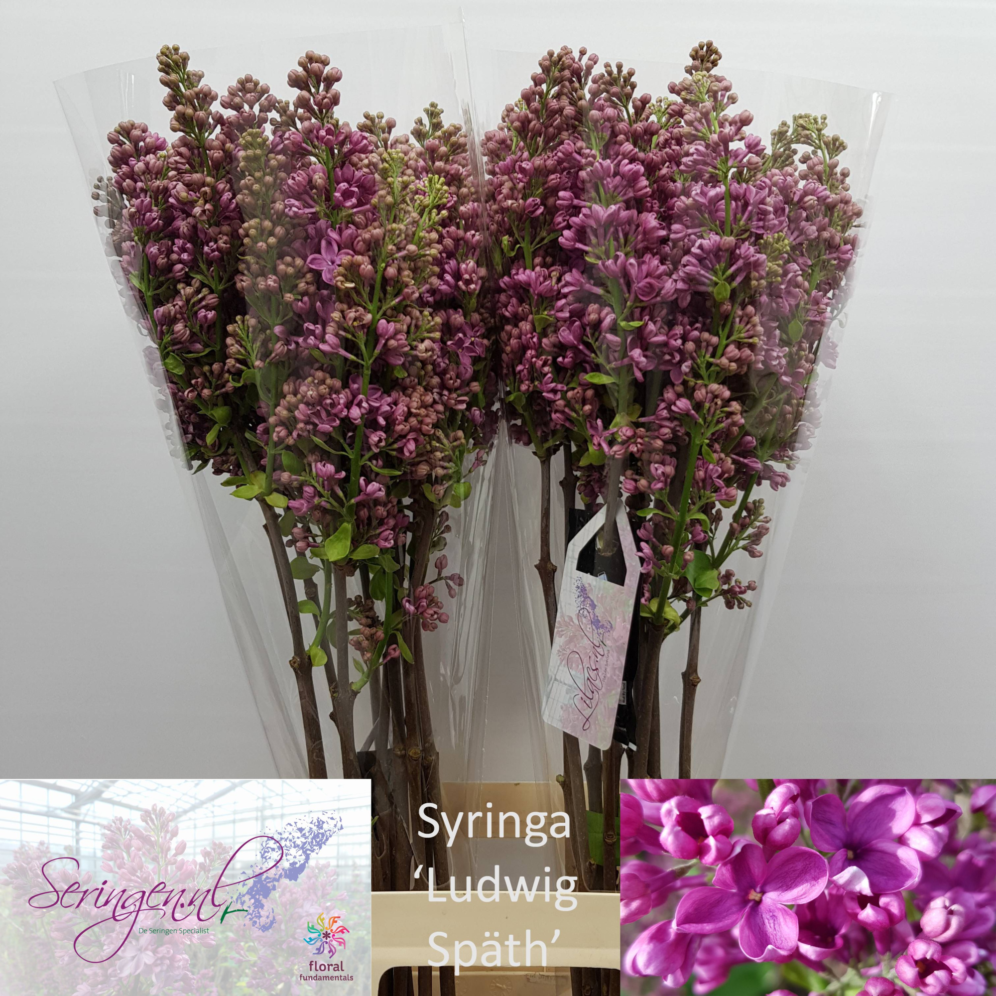 Сирень Людвиг Шпат 80 (фиолет.), шт.