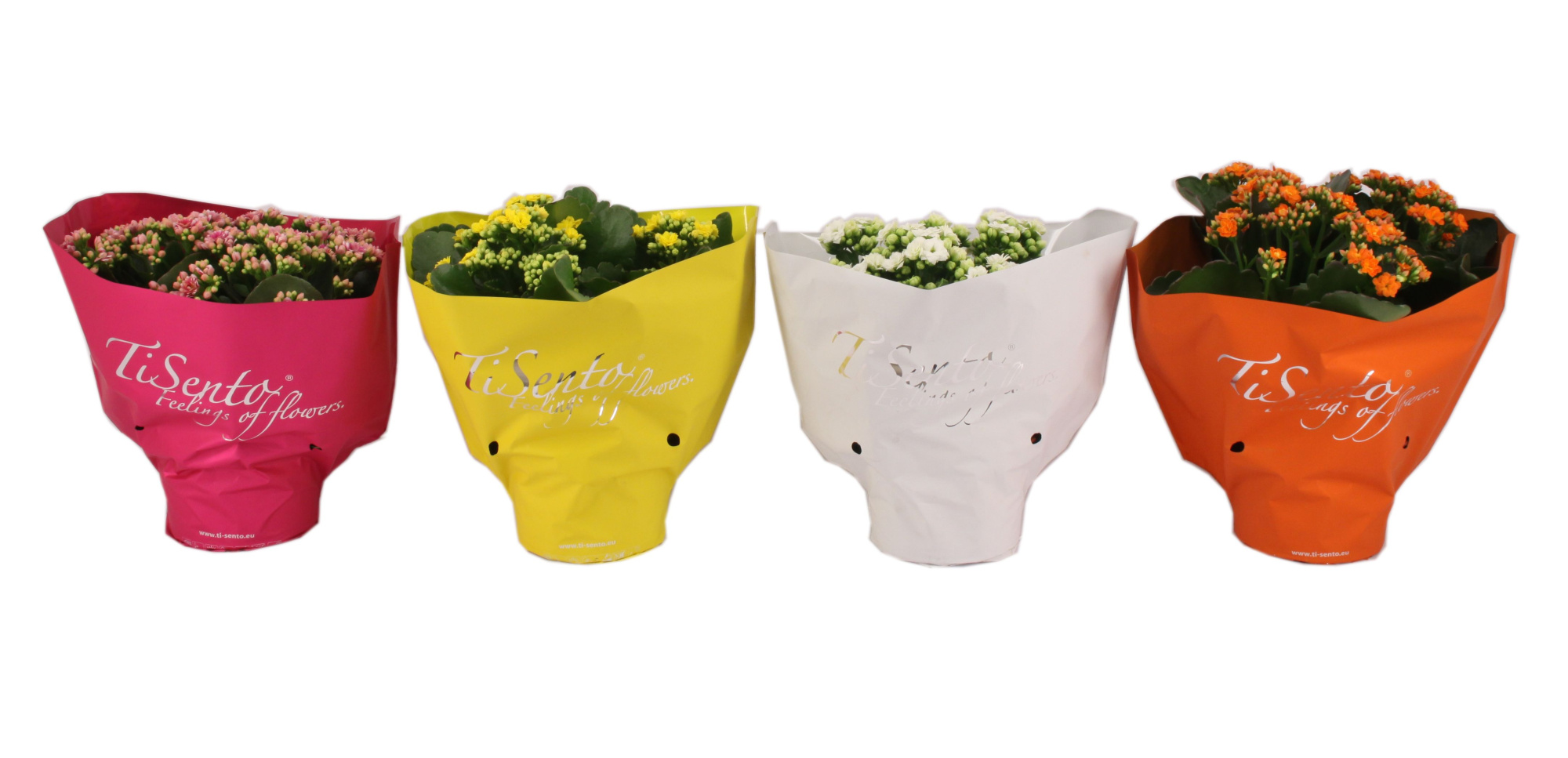 Calandiva 15 cm Zomer Mix, D 15