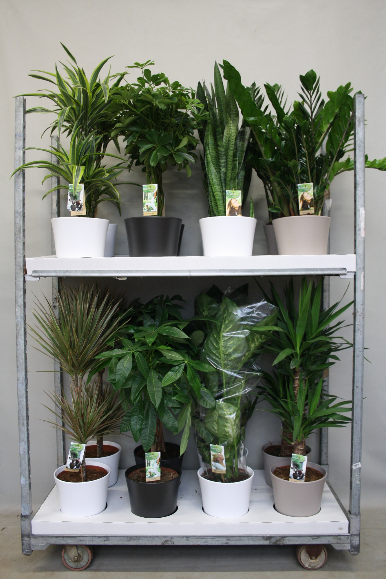 Plantenmix p21 in keramiek mix (3-kleur) - - foto is indicatief, D 21