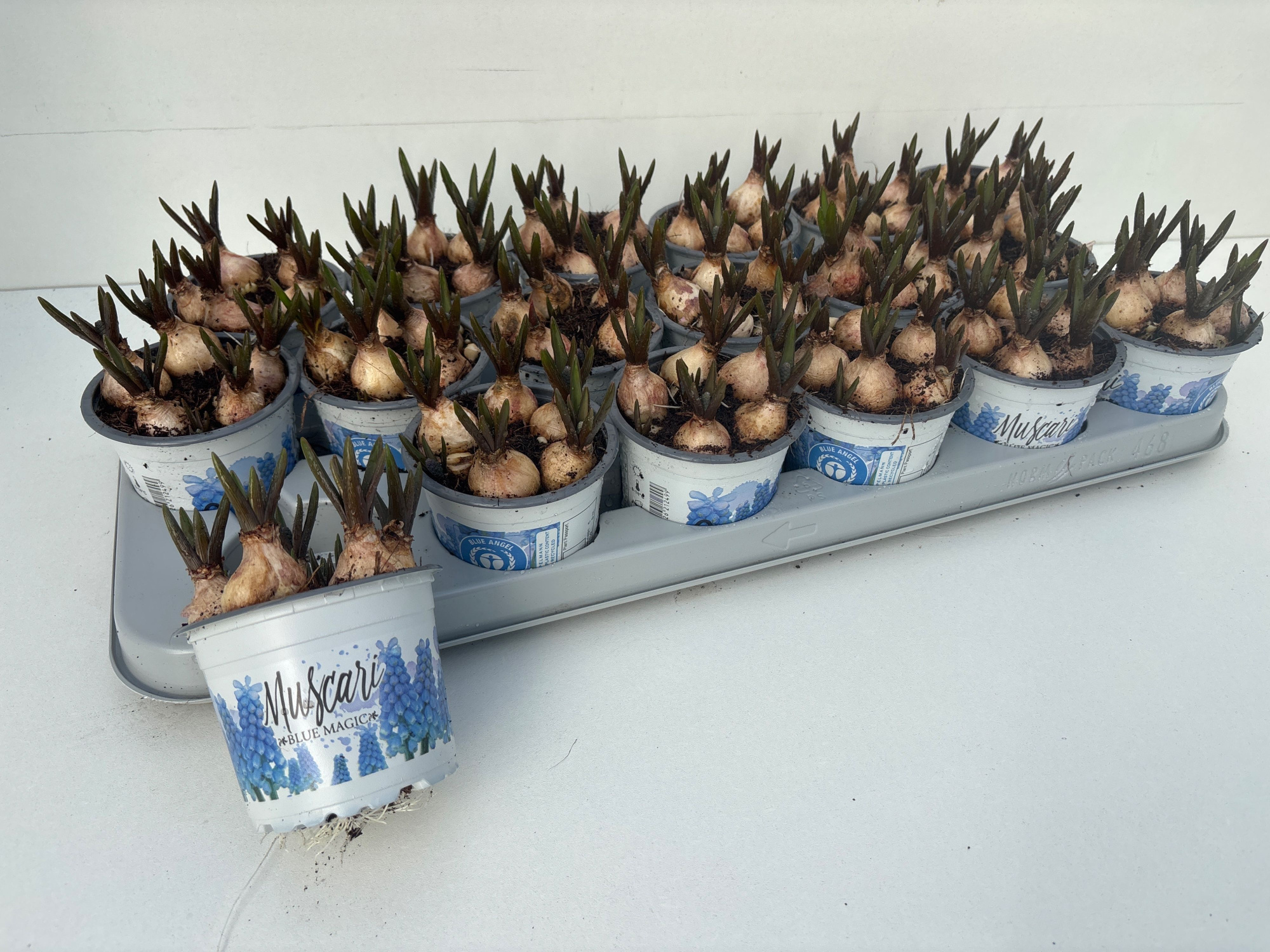 muscari blue magic, D 9