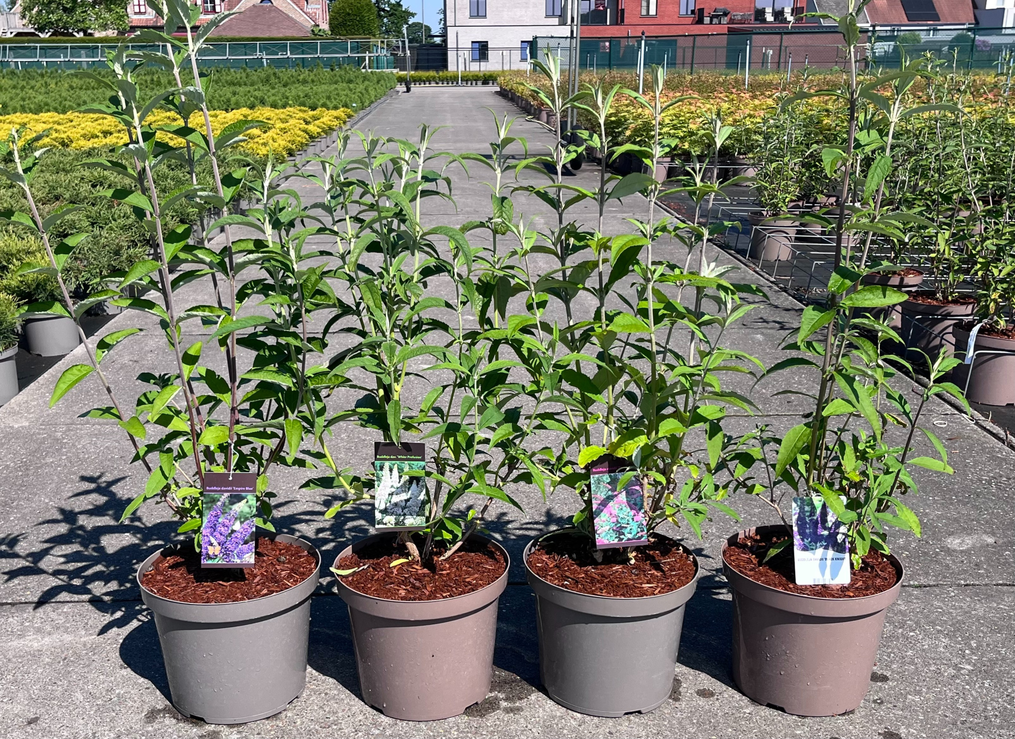 791 VPK : C10 Buddleja mix soorten -Black night-Empire blue-Pink delight-White profusion, D 28