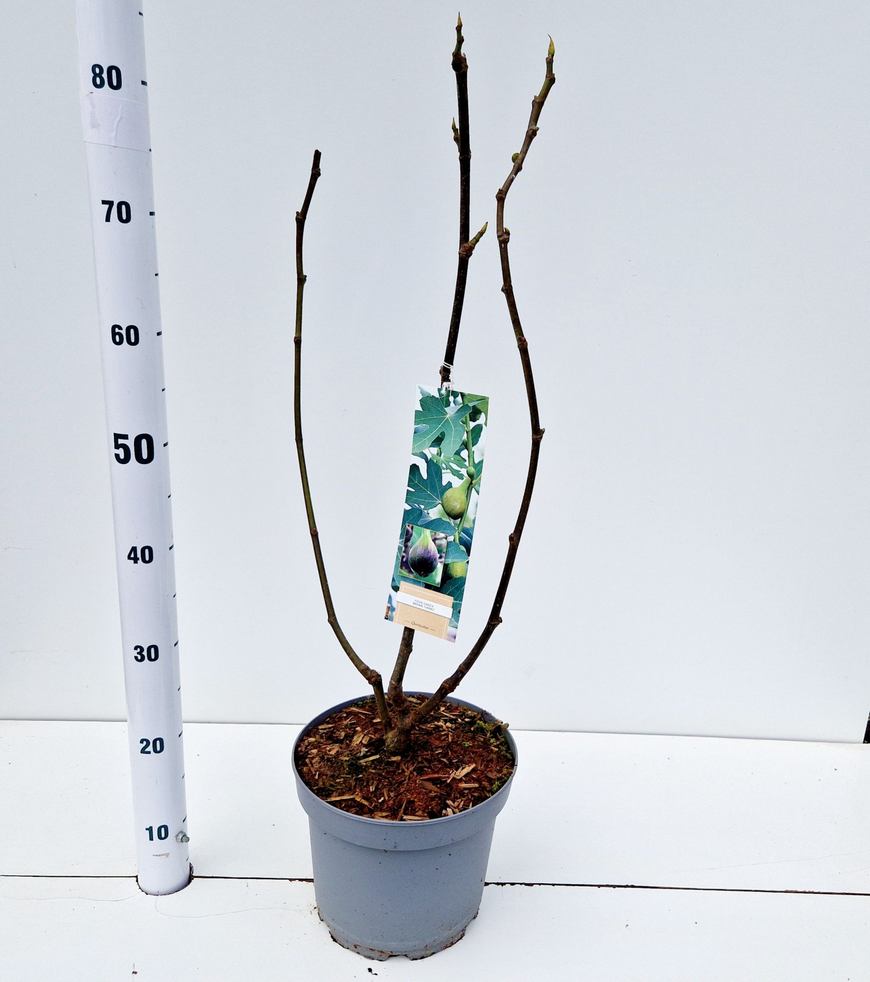 Ficus carica 'Brown Turkey', D 26