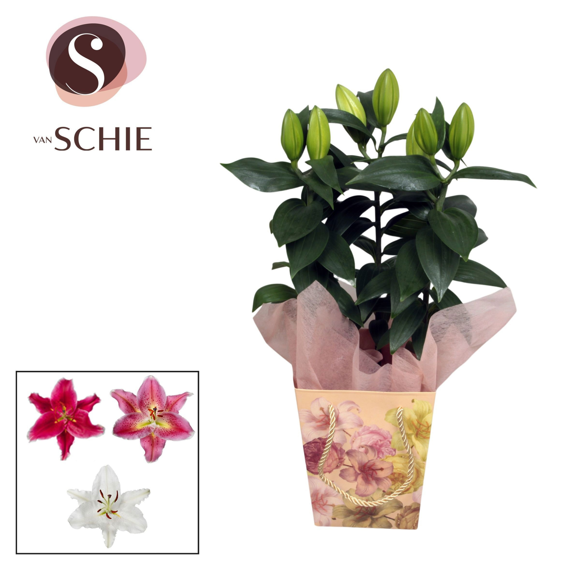 Oriental 13cm Bag BLUSH cream, D 13