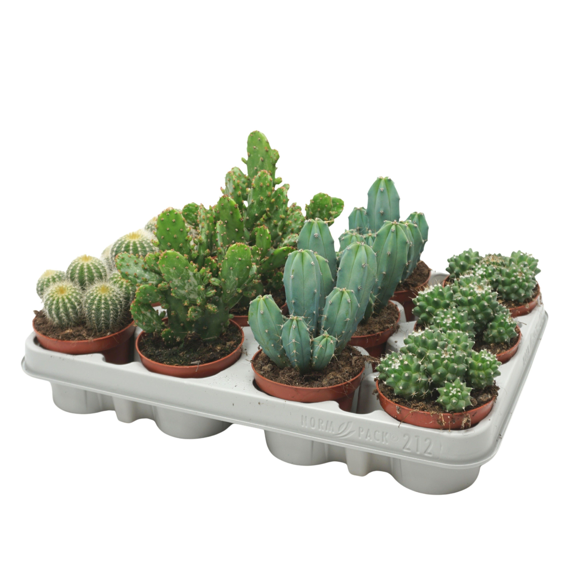 Cactus mix 8,5 cm in 212 fust, D 8,5
