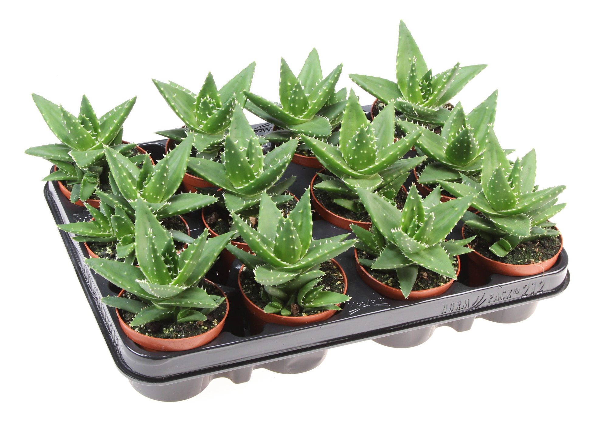 Aloe brevifolia, D 8,5