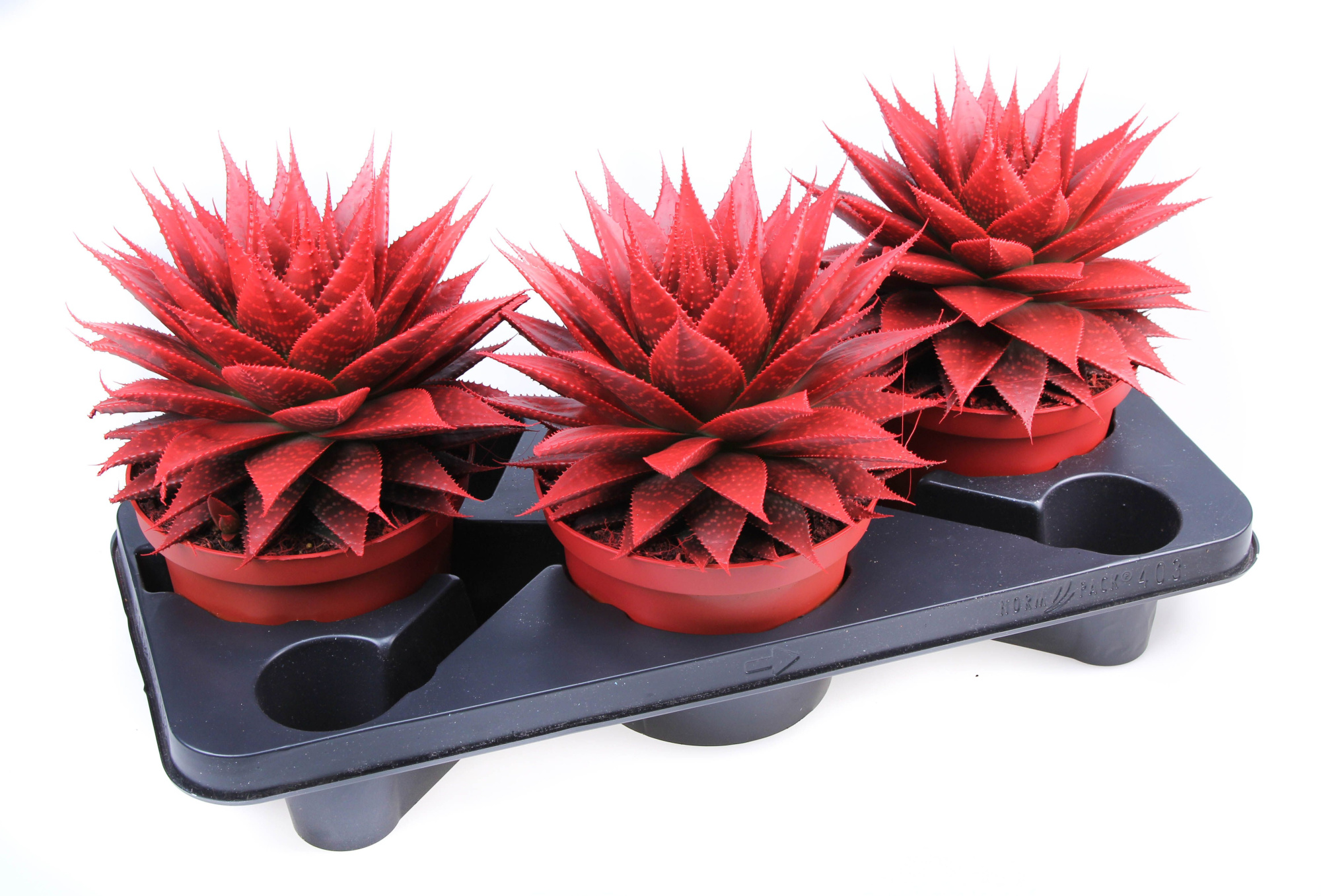 Aloe Red, D 17
