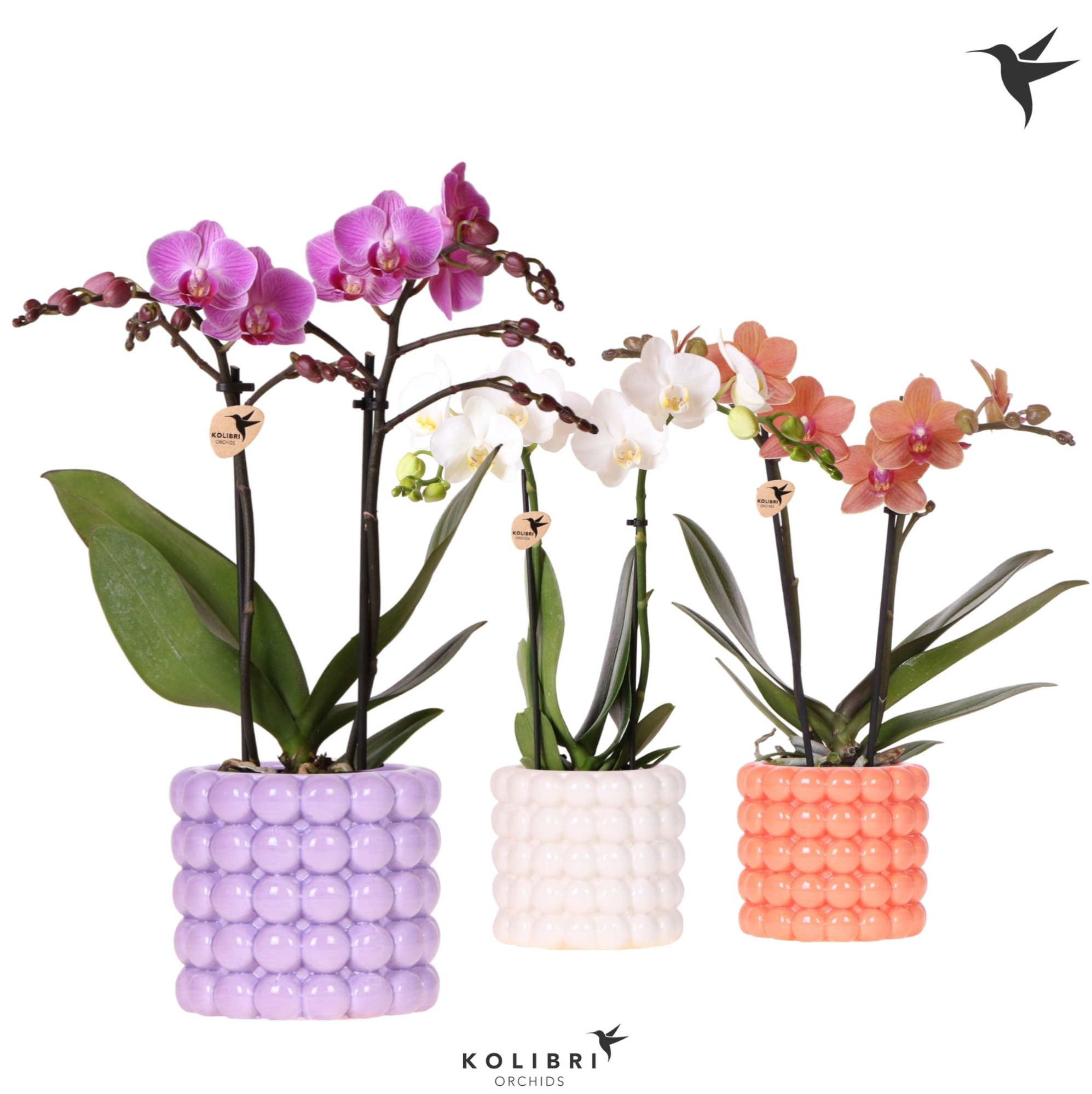 Kolibri Orchids Phalaenopsis mix 2 spike in Poppy pot mix, D 9