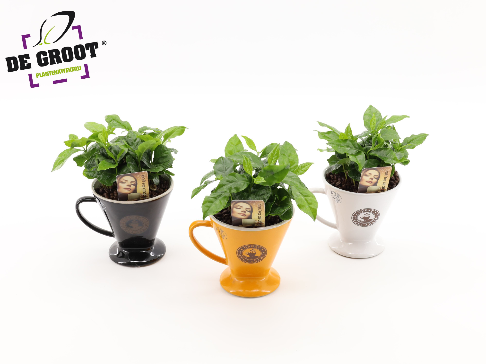 Coffea in bruikbaar koffiefilter, D 12