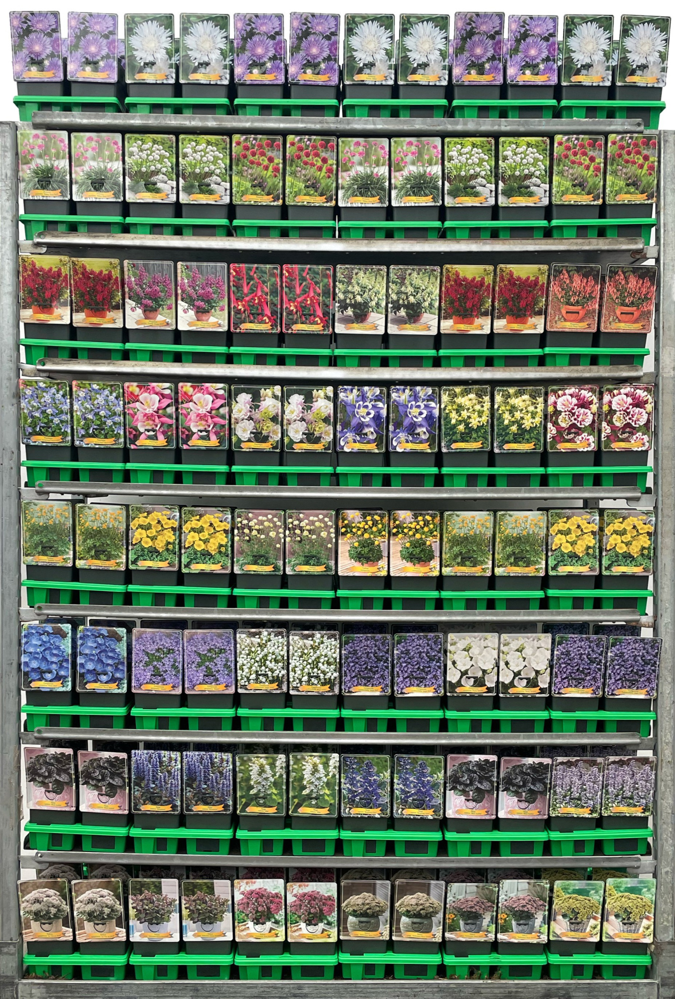 Vaste planten Mix CC 5 P11, D 11