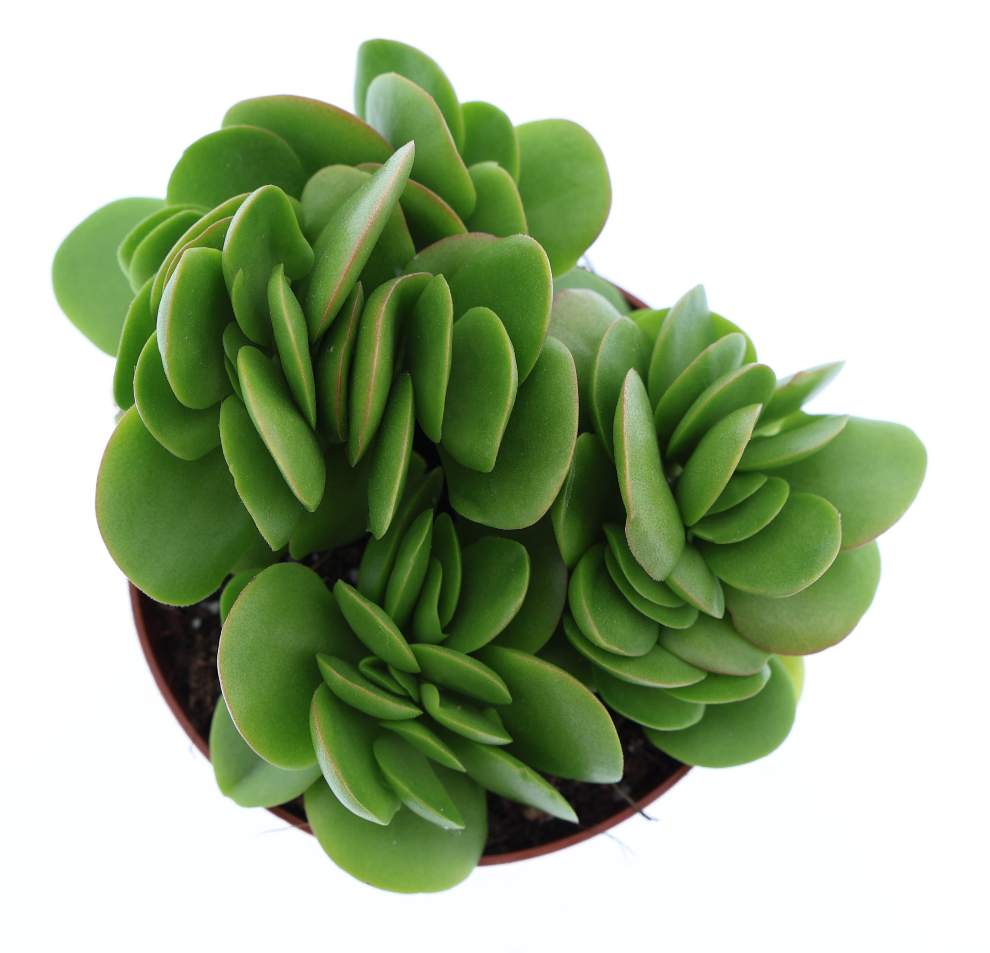 Crassula swaziensis, D 8,5