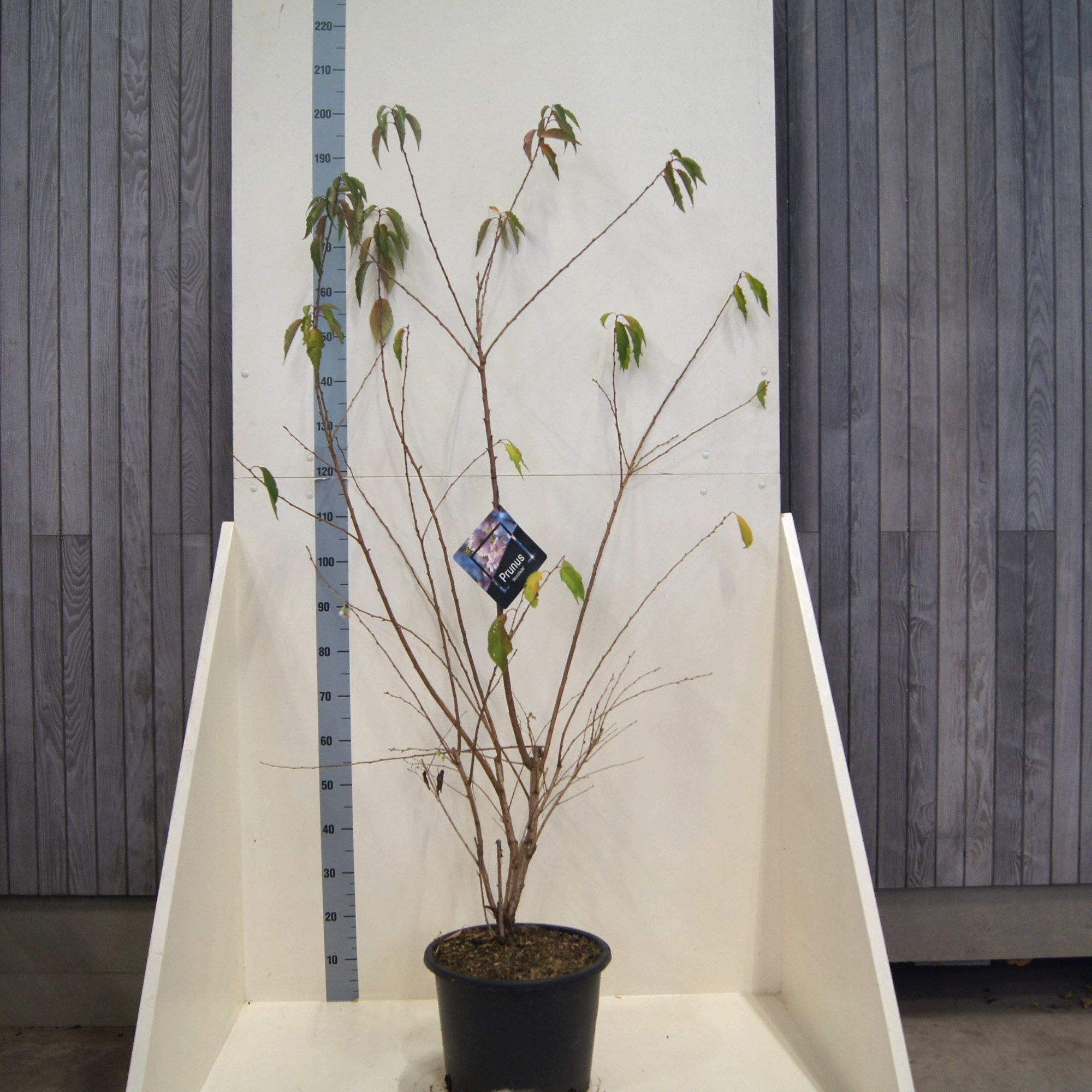 Prunus 'Accolade', D 40