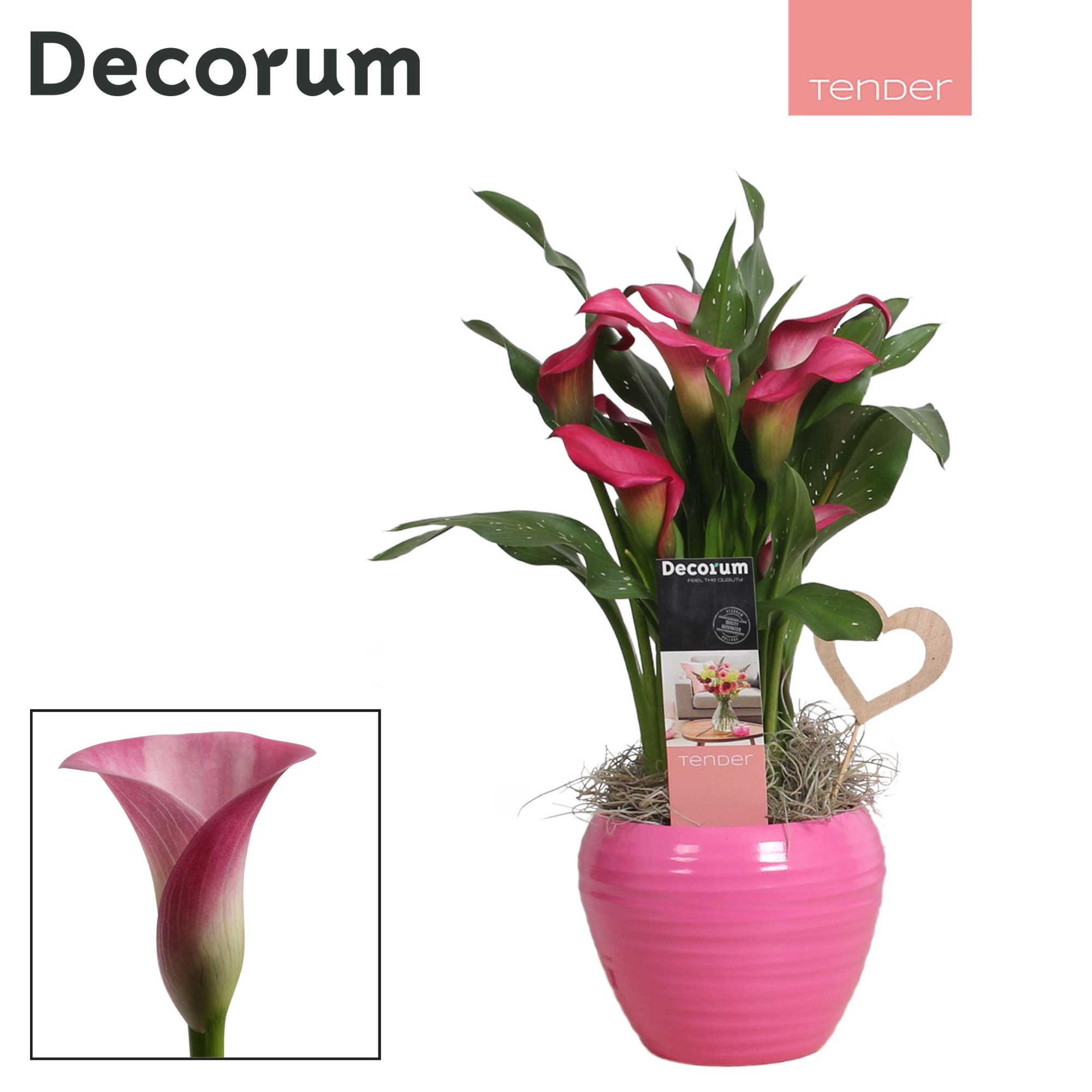 Zantedeschia (Calla) Roze in Ompot Melanie LOVE (Decorum), D 12