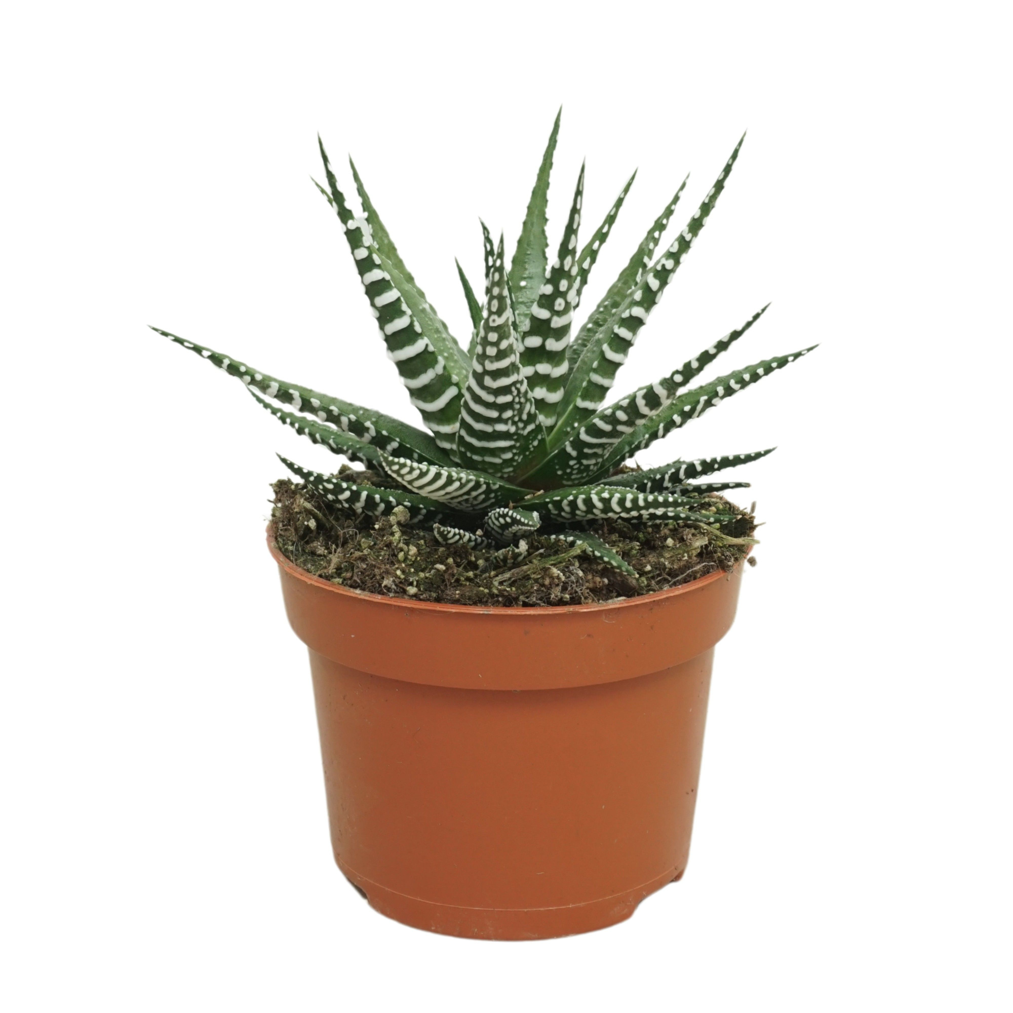 Haworthia fasciata 'big band' 10,5 cm, D 10,5