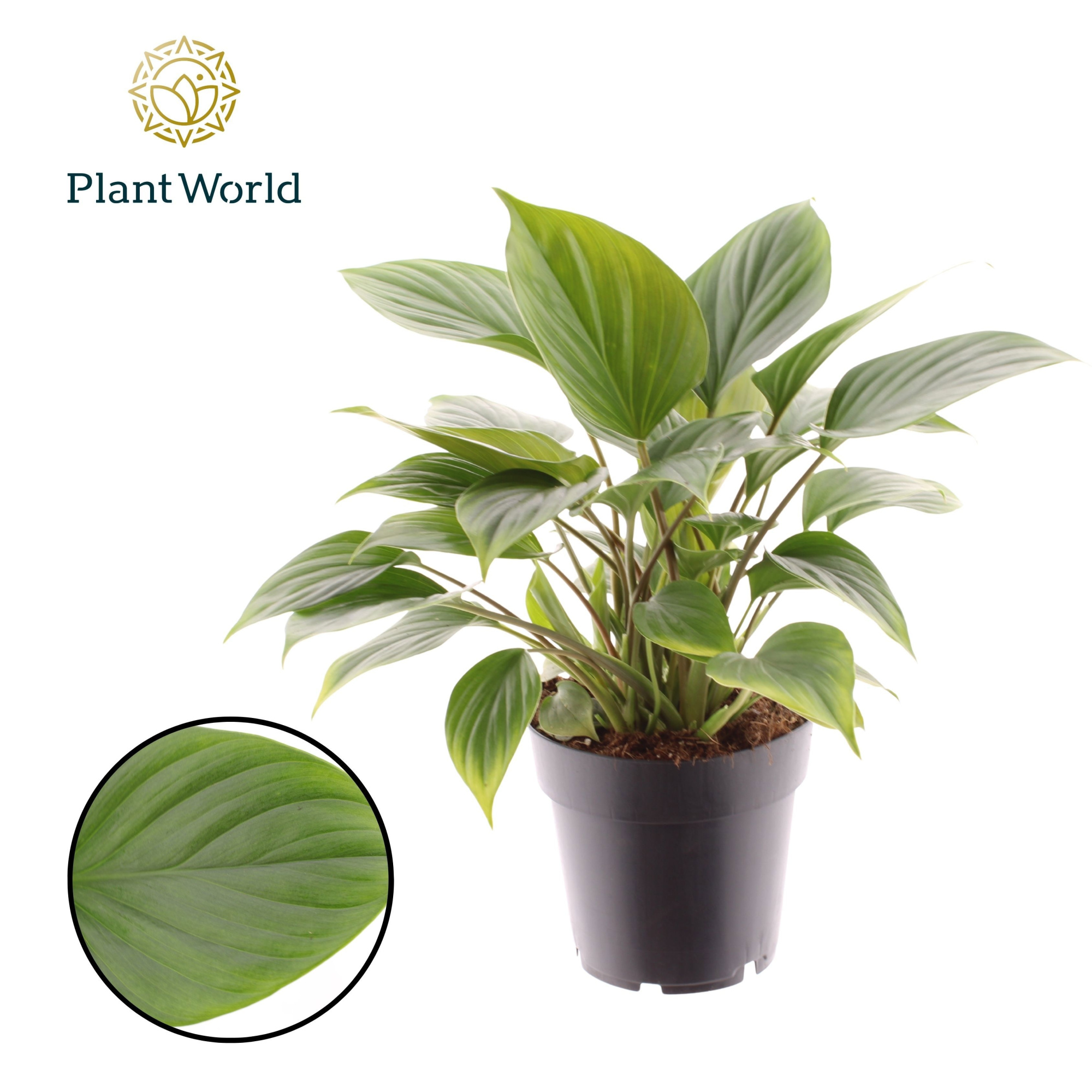 Homalomena Emerald Gem, D 14