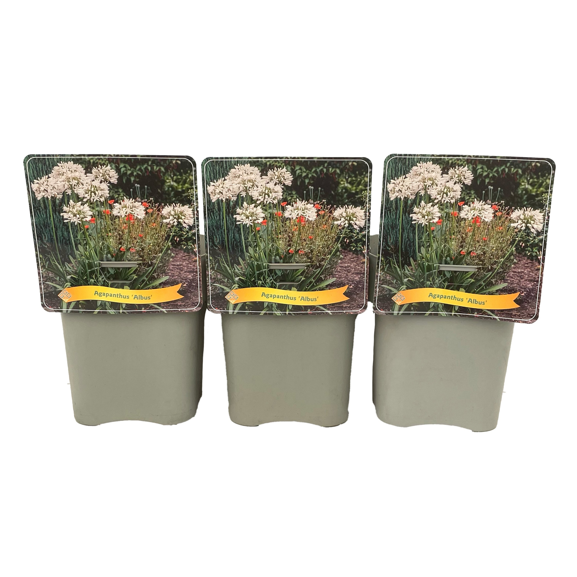 Agapanthus 'Albus' C5, D 21