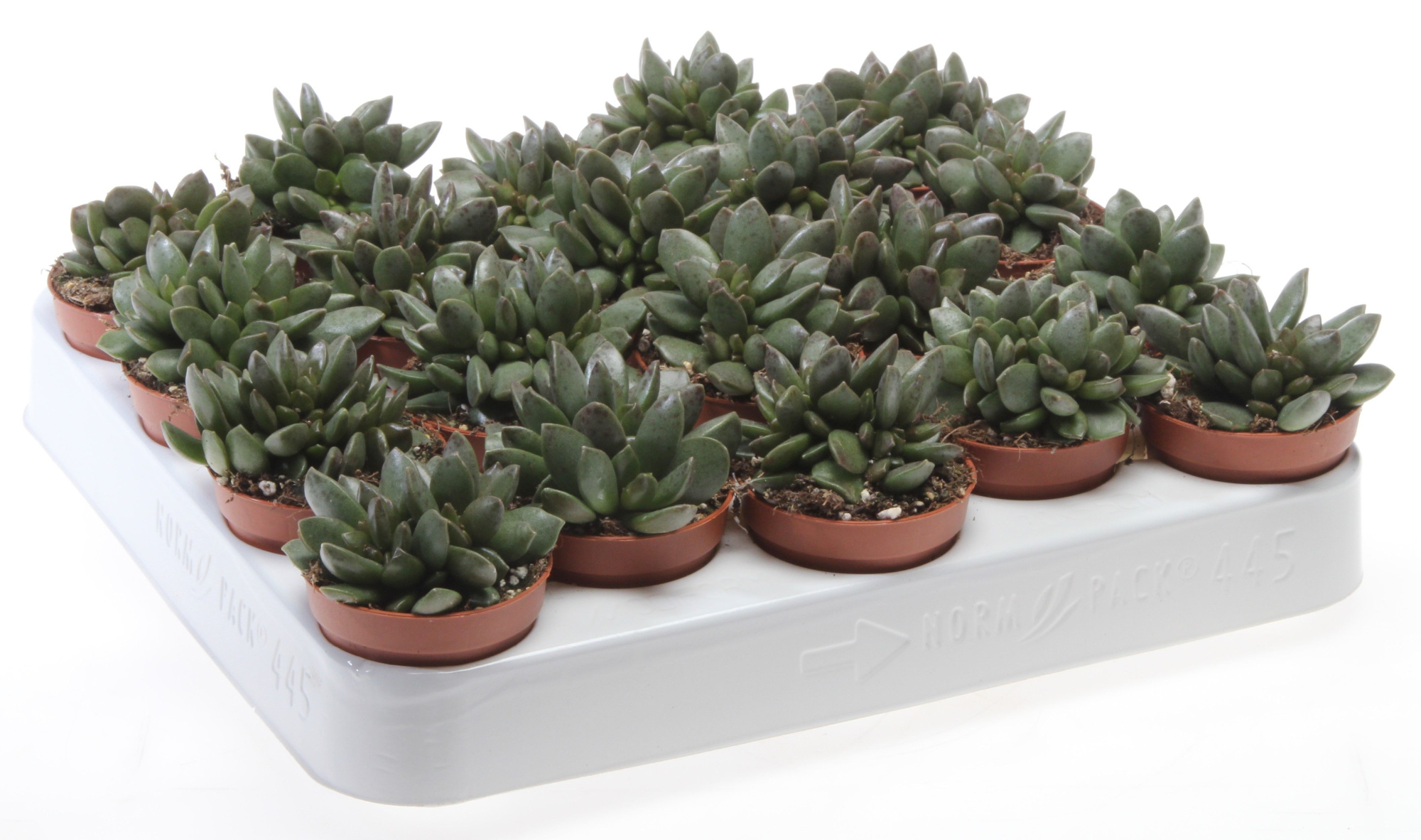 Adromischus schuldtianus, D 5,5