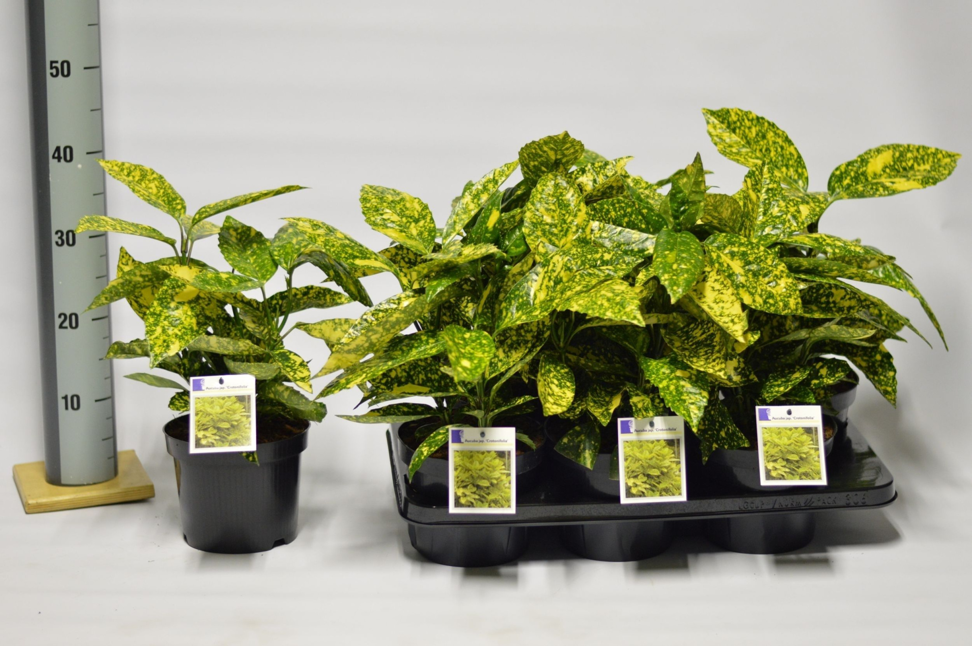 Aucuba jap. Crotonifolia, D 17