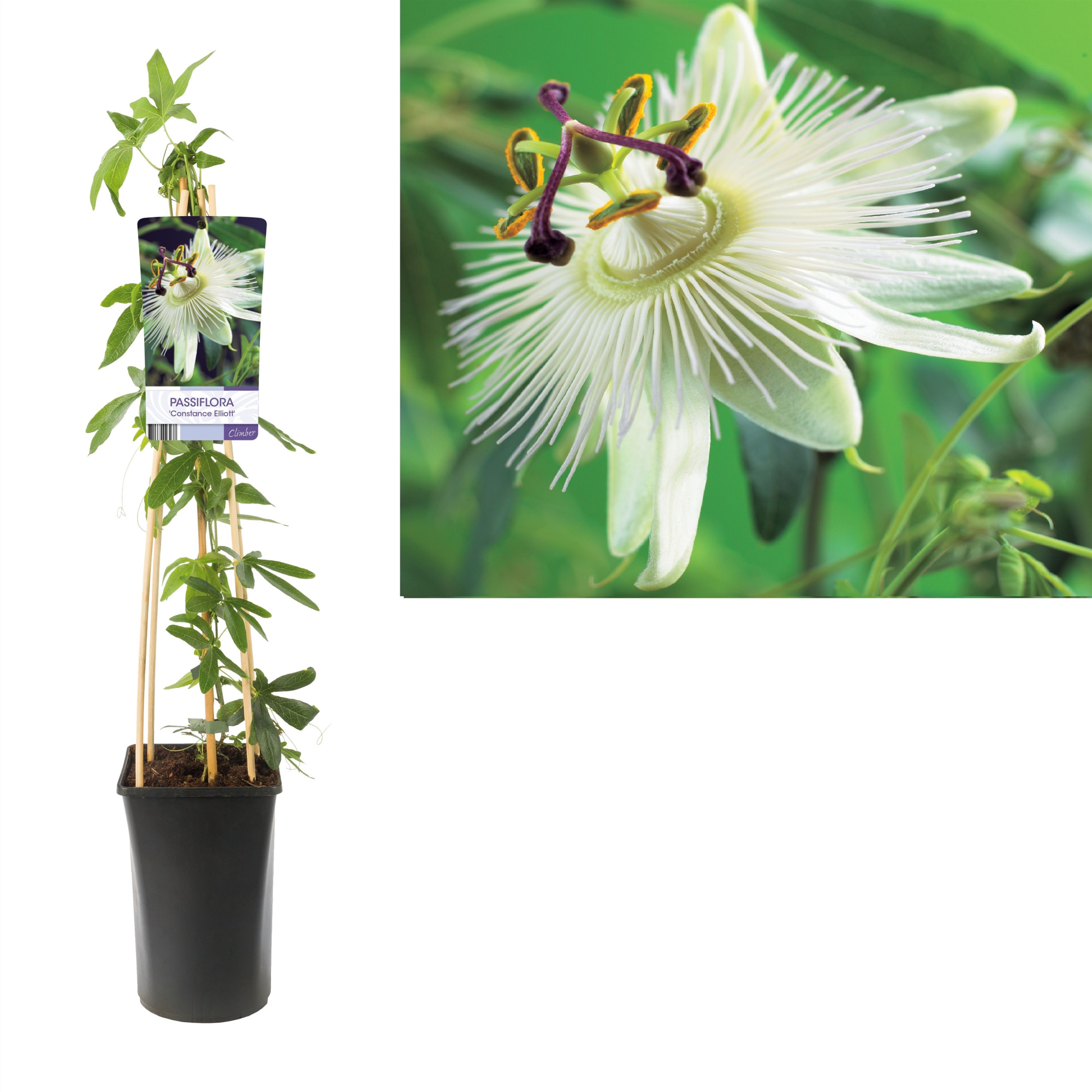 Passiflora 'Constance Elliott' +light label, D 17