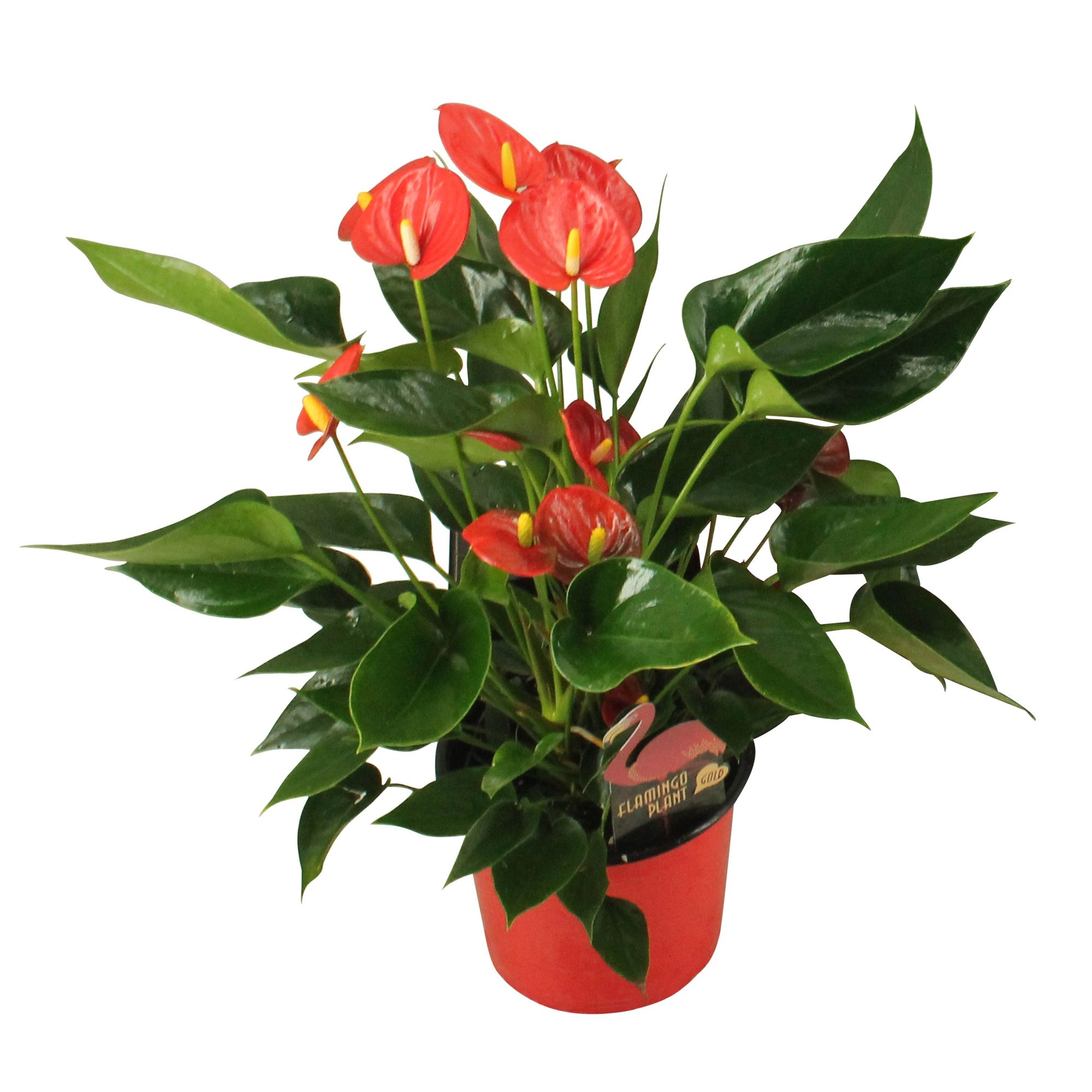 Anthurium XL.34 Arisa Red 14cm, D 14