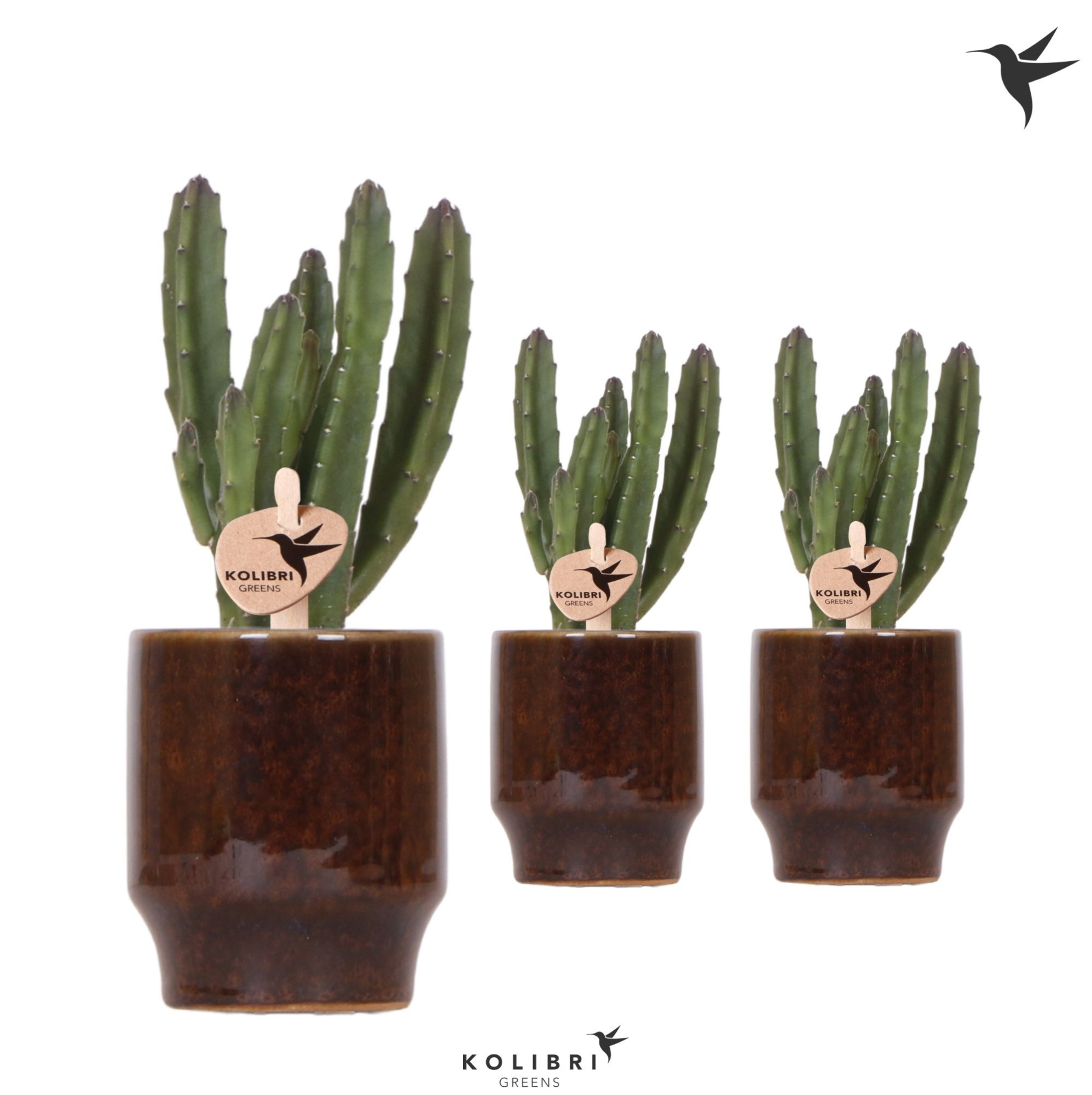 Kolibri Greens Stapelia Leendertziae in Classy pot brown, D 6