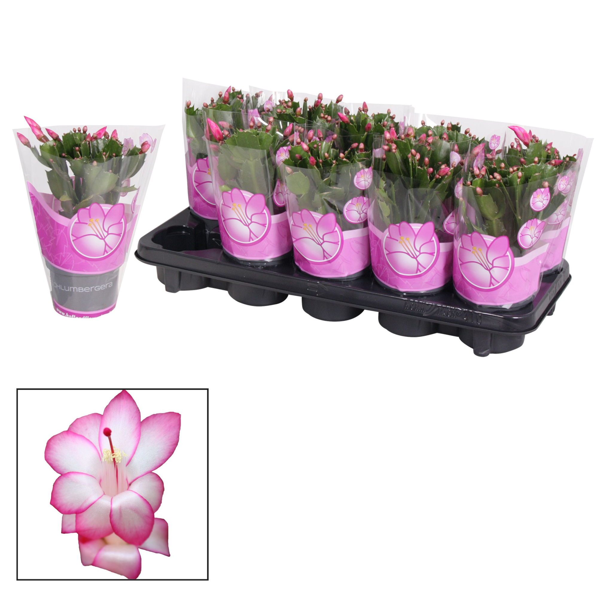 Schlumbergera - 10,5 cm - Purple (Purple Dancer), D 10,5
