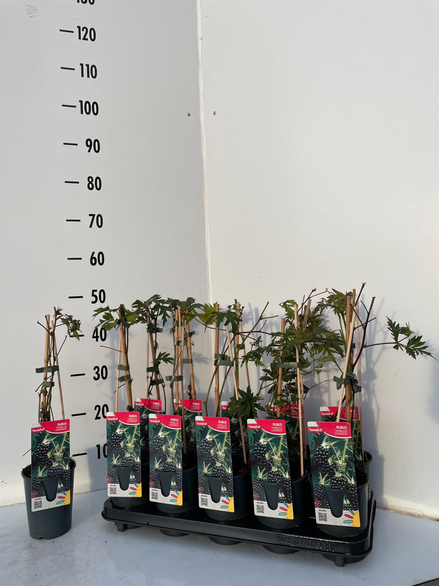 Rubus fruticocus Thornless Evergreen, D 12