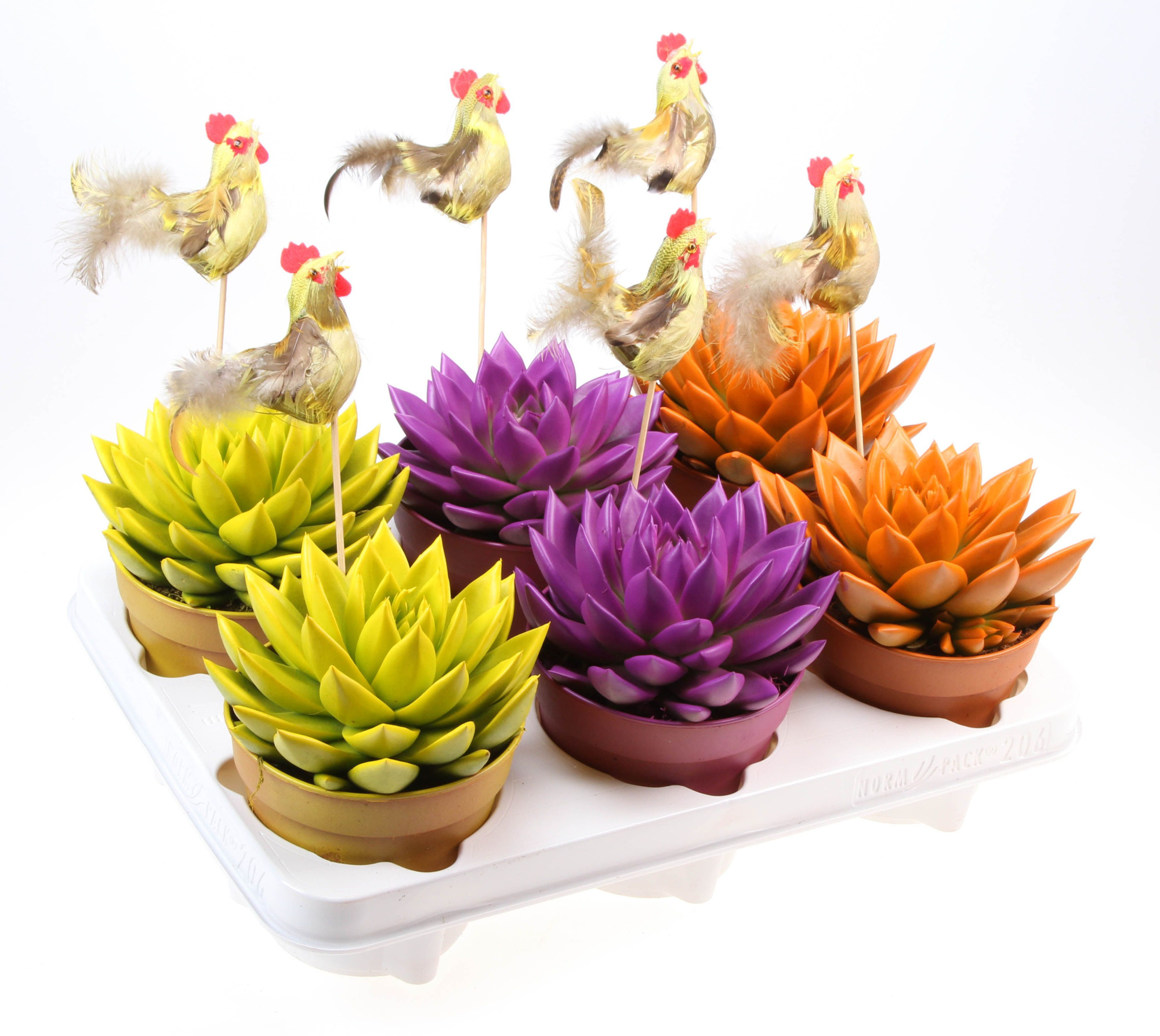 Rainbow mix + haan, D 12