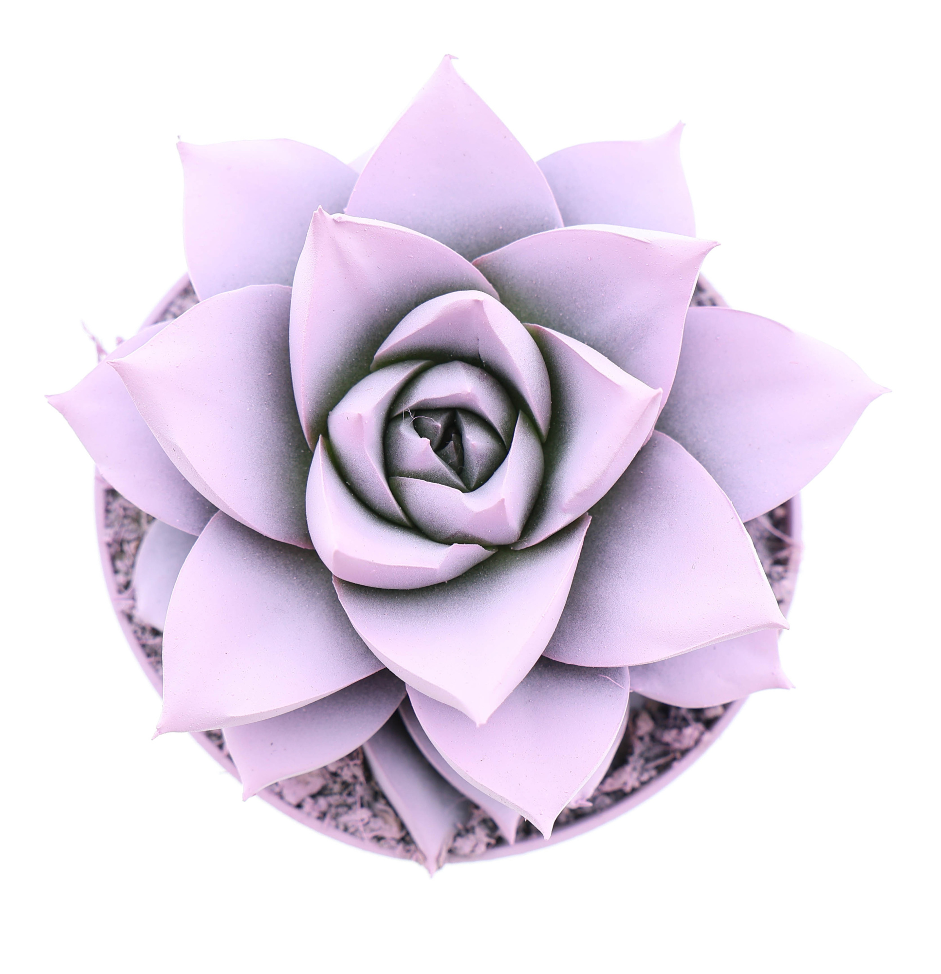 Rainbow purper baby pink, D 8,5