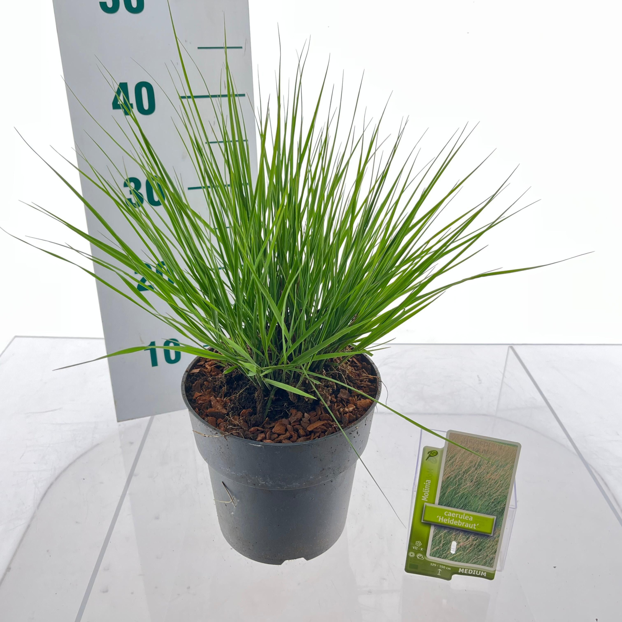 Molinia caerulea 'Heidebraut', D 19