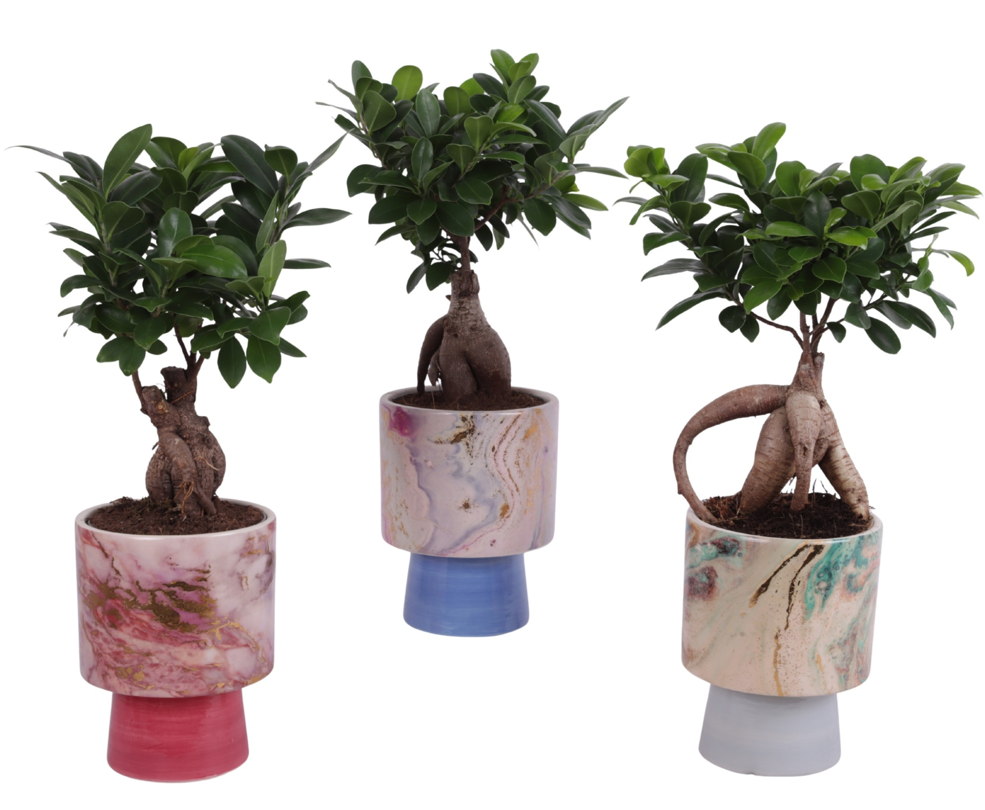Ficus m. Ginseng Ball Shape Ø12cm in Ø14cm Ceramic FB676, D 14