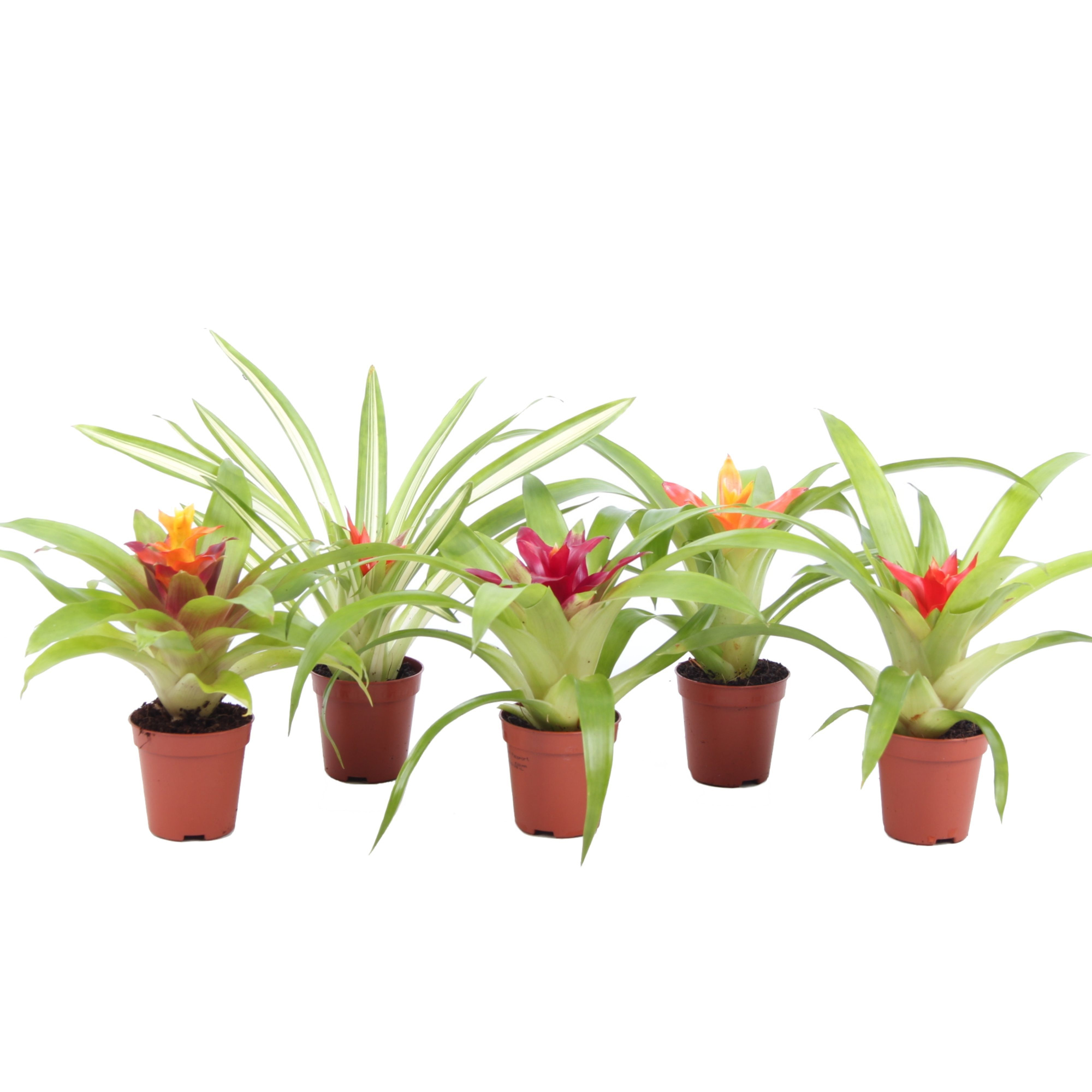Guzmania Mix, D 5,5