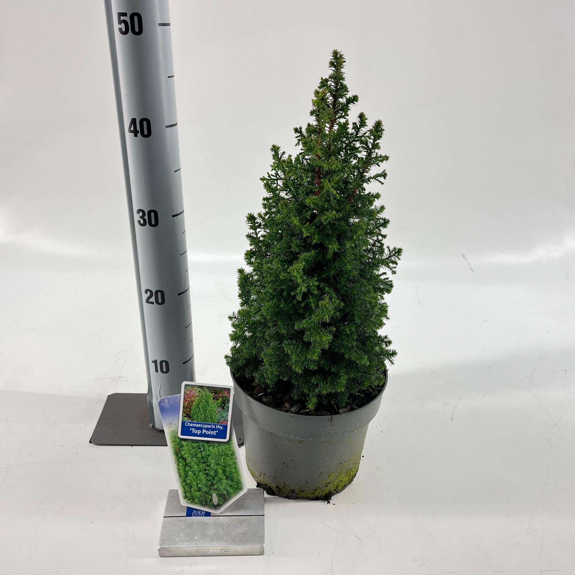Chamaecyparis th. 'Top Point', D 19