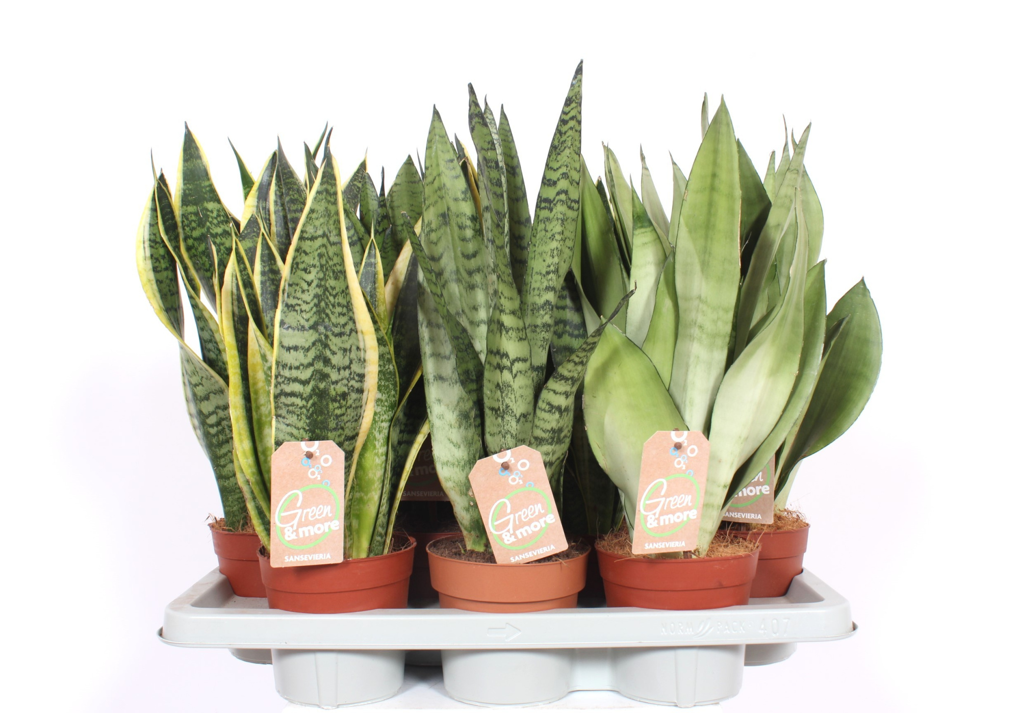 Sansevieria mix, D 14