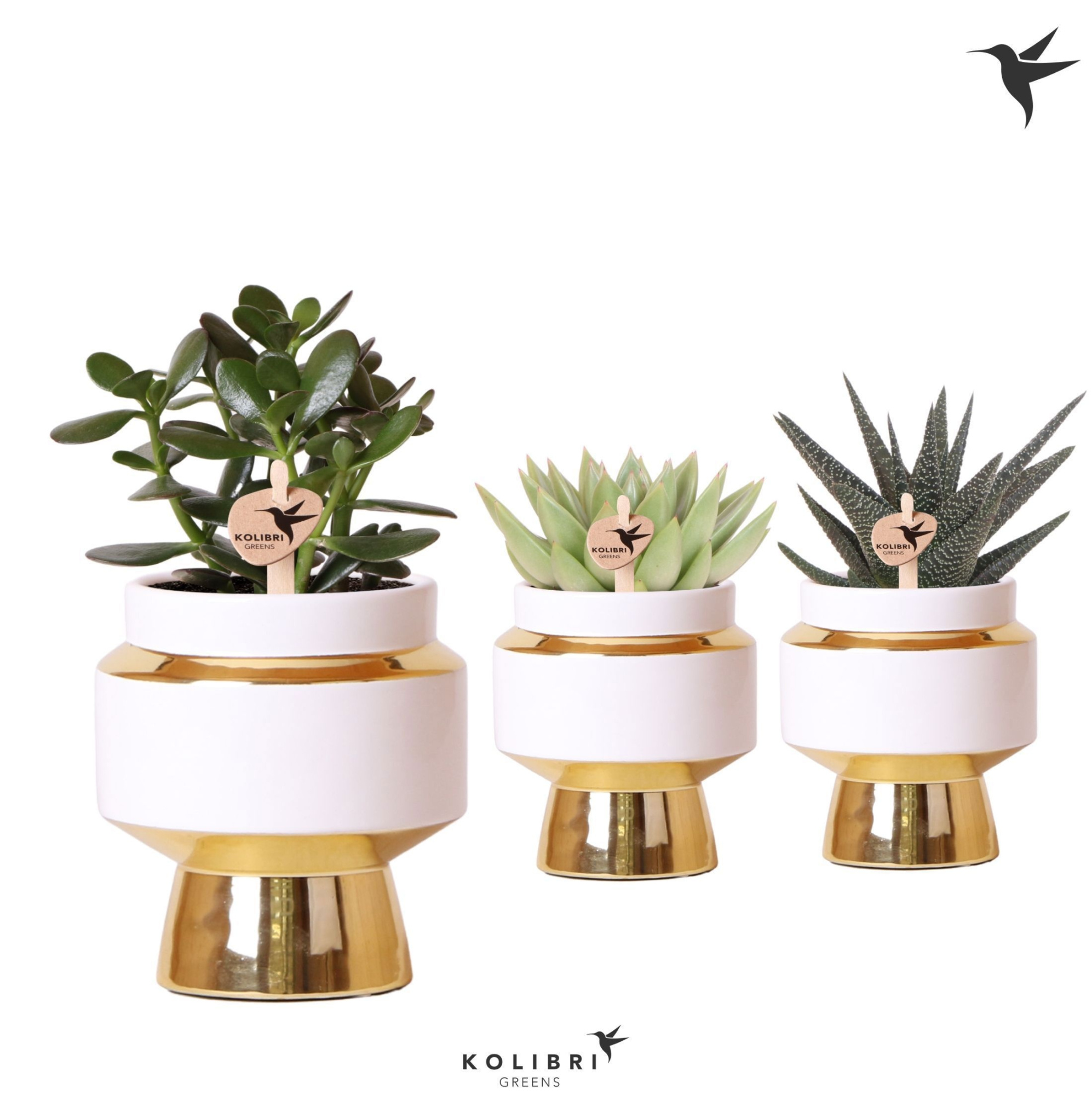 Kolibri Greens Succulenten mix in Le Chic pot gold, D 9
