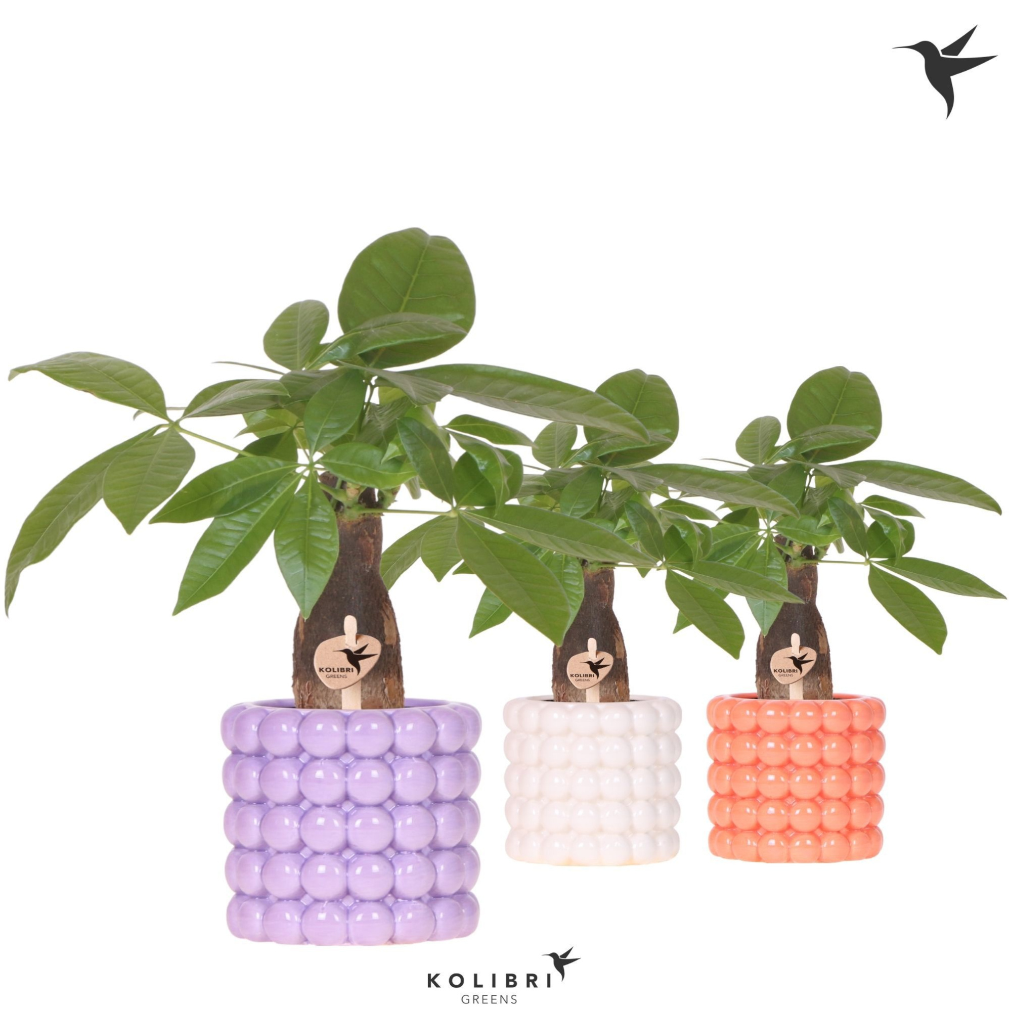 Kolibri Greens Pachira in Poppy pot mix, D 9