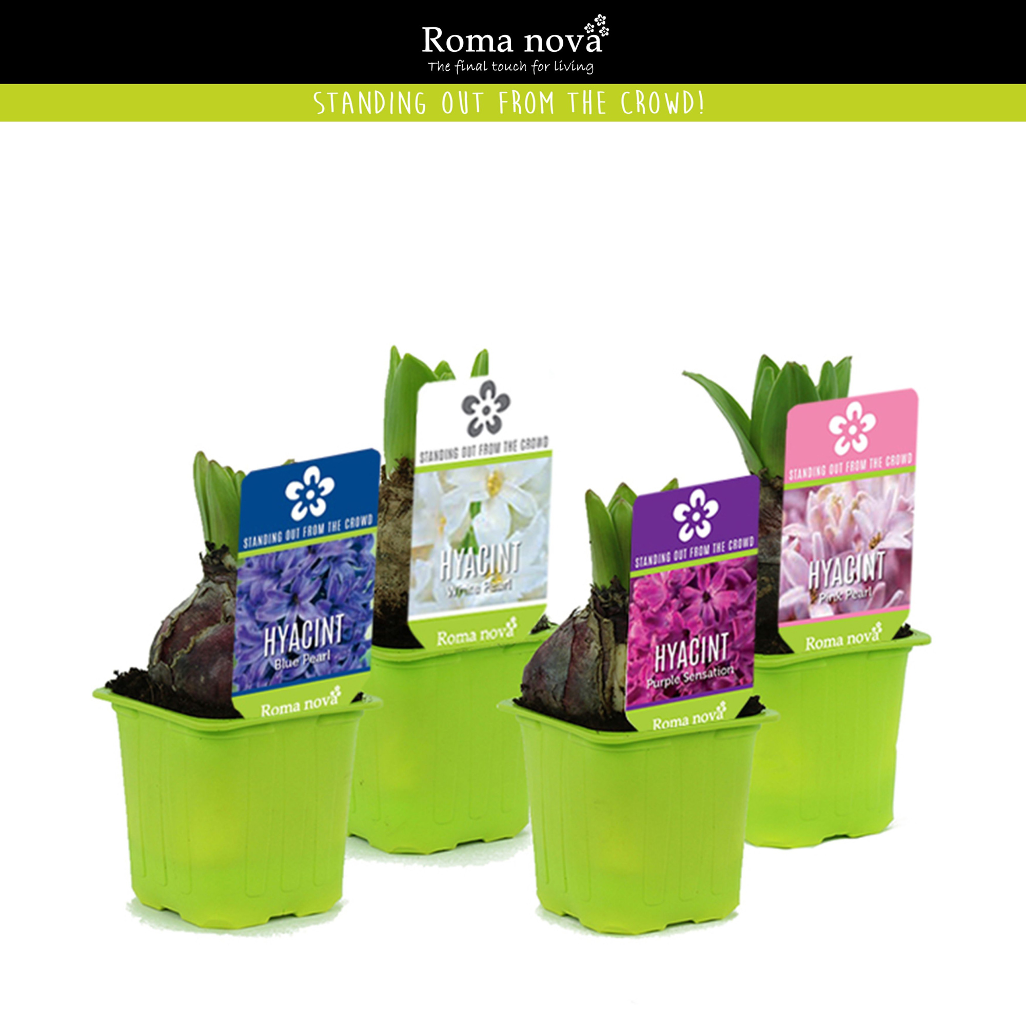 Hyacint gemengd 7cm, D 7