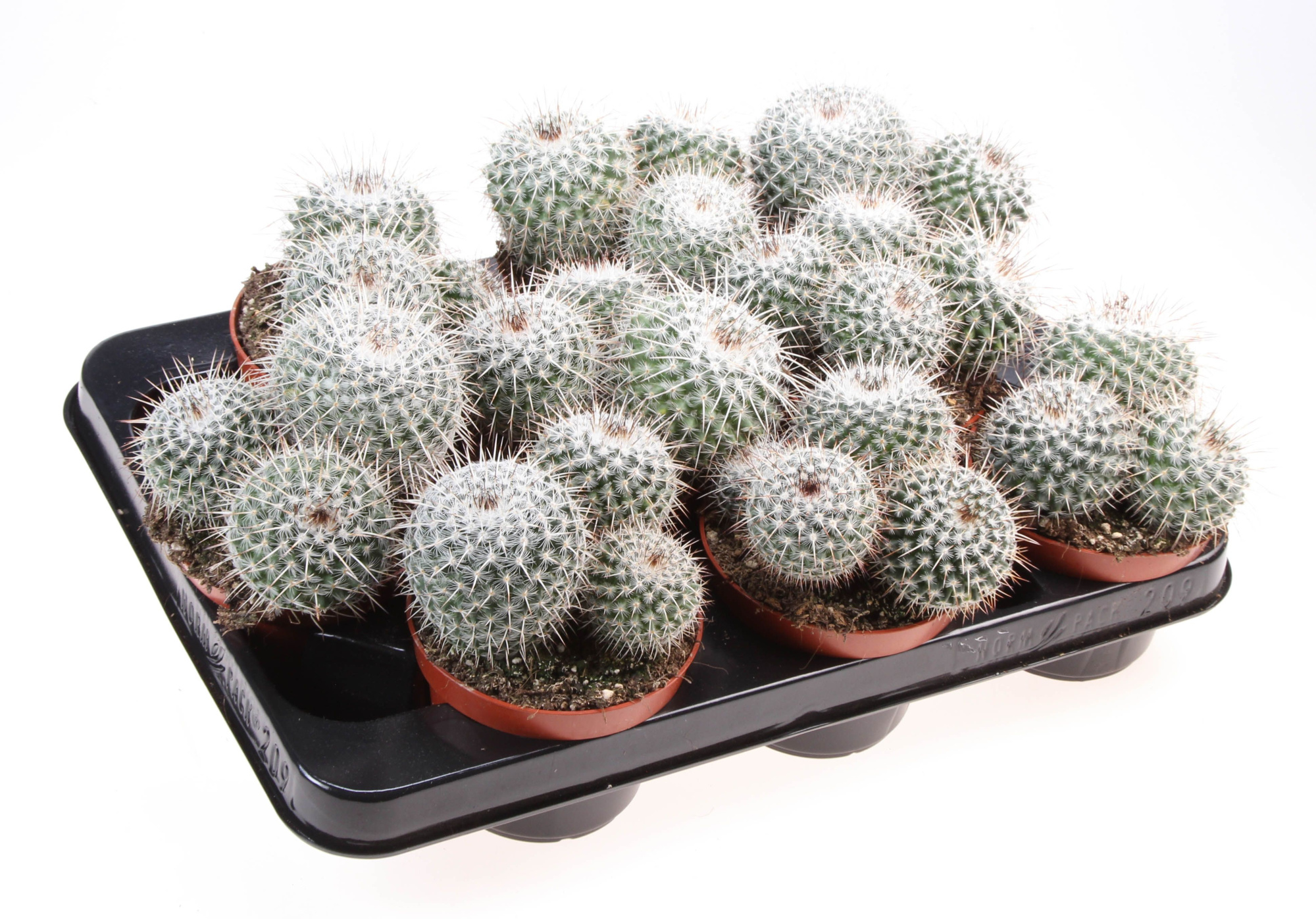 Mammillaria haageana, D 10,5