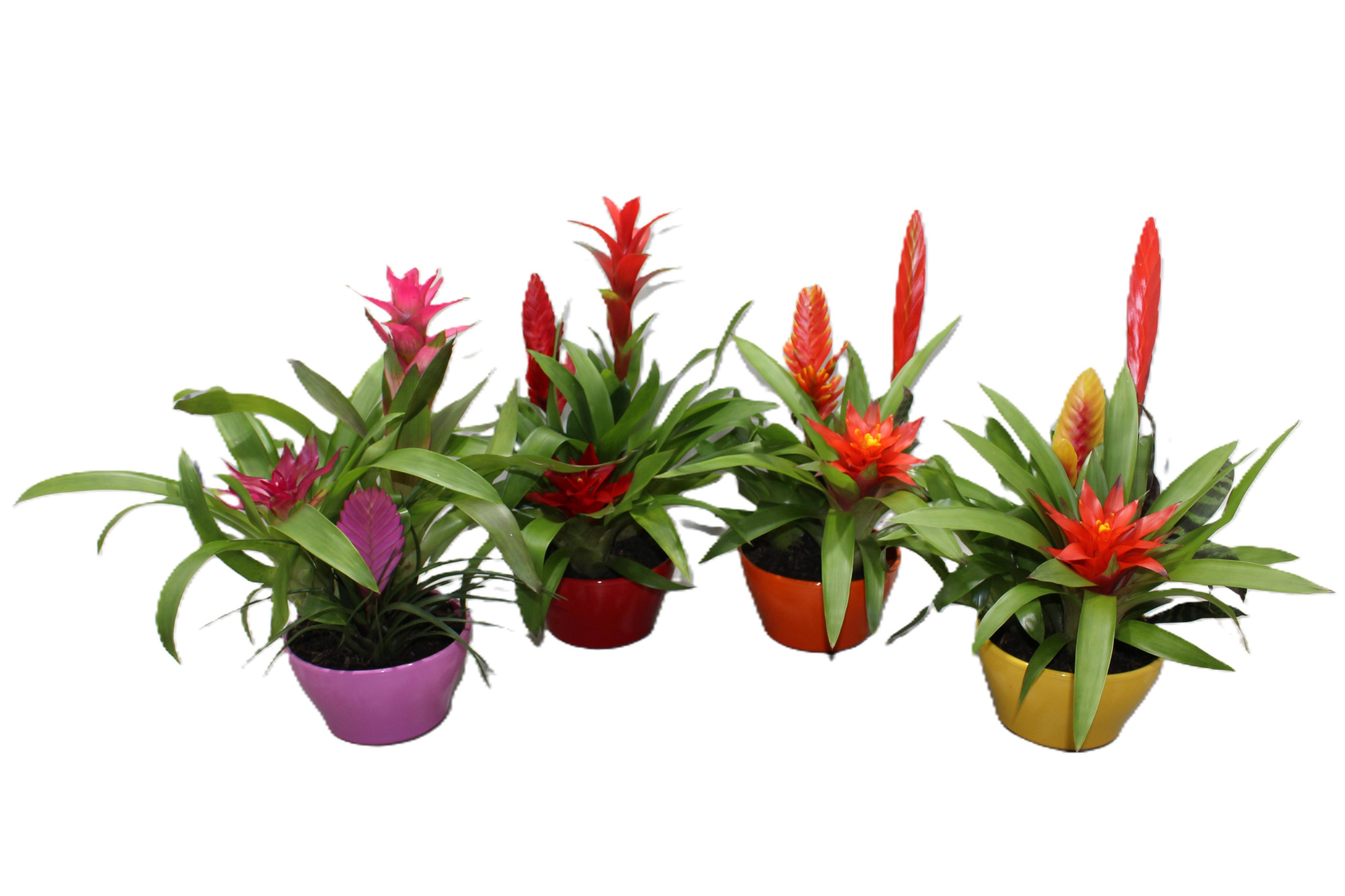 Bromelia Coupe Exotic 16CM Classic, D 16