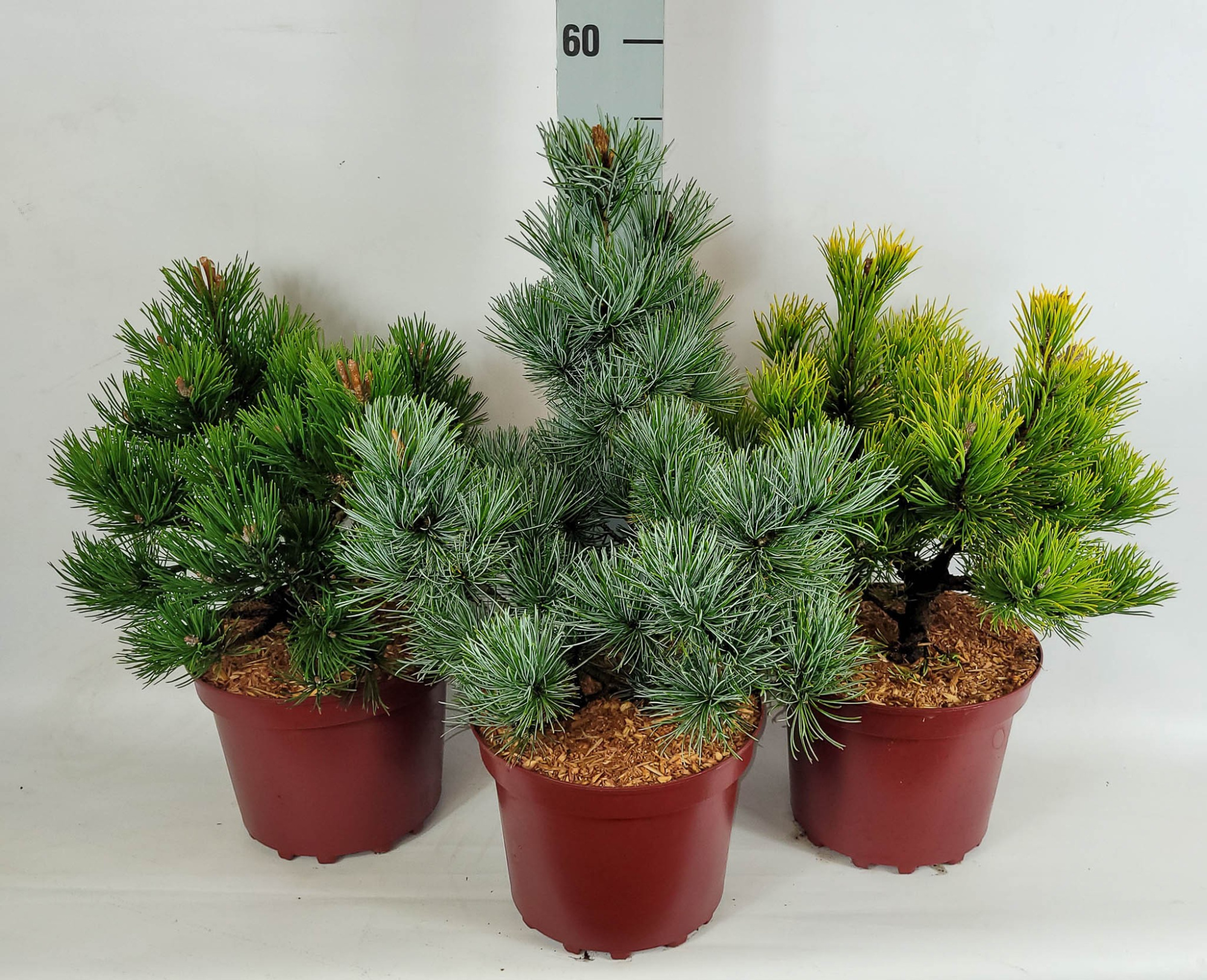 Pinus Mix C4 25-30, D 21