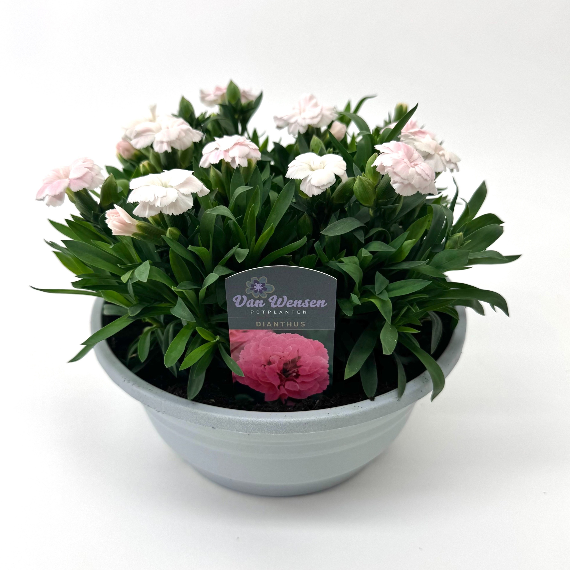 Dianthus 'Oscar' White, D 21