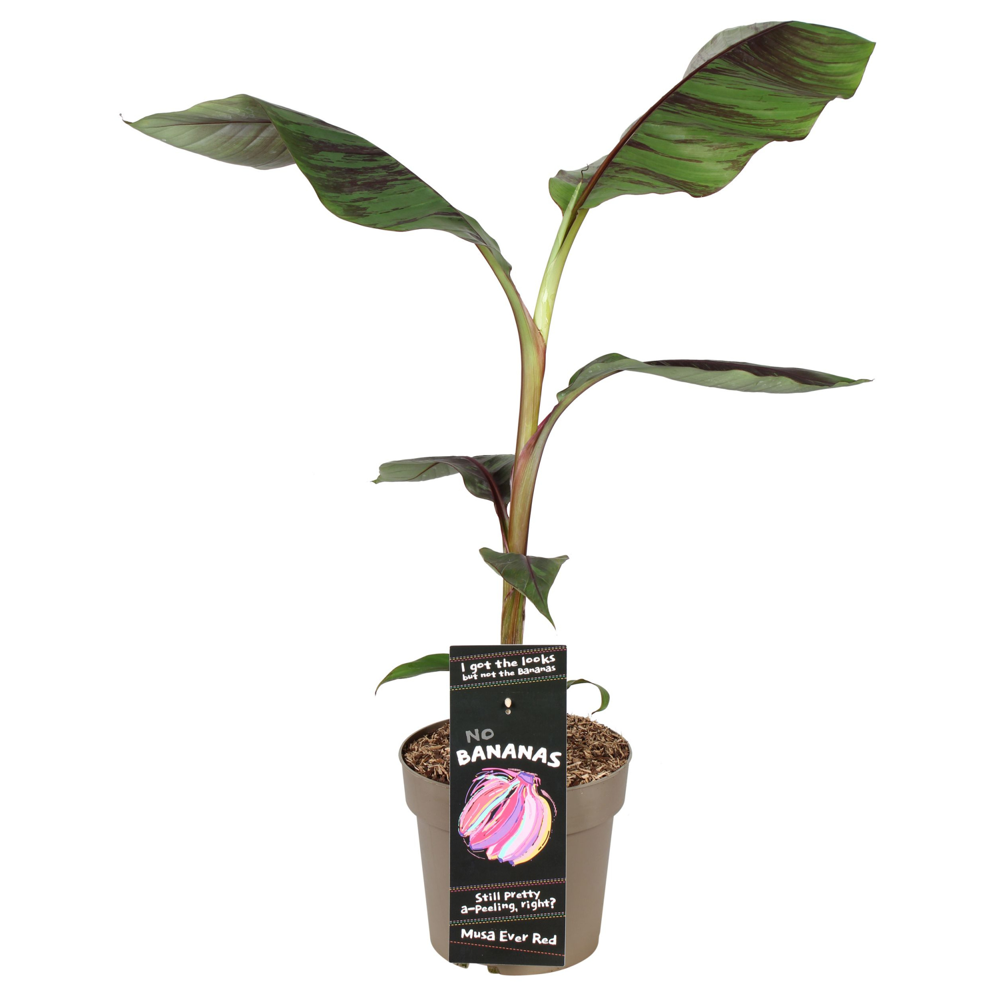 Musa sikkimensis 'Ever Red' P21, D 21