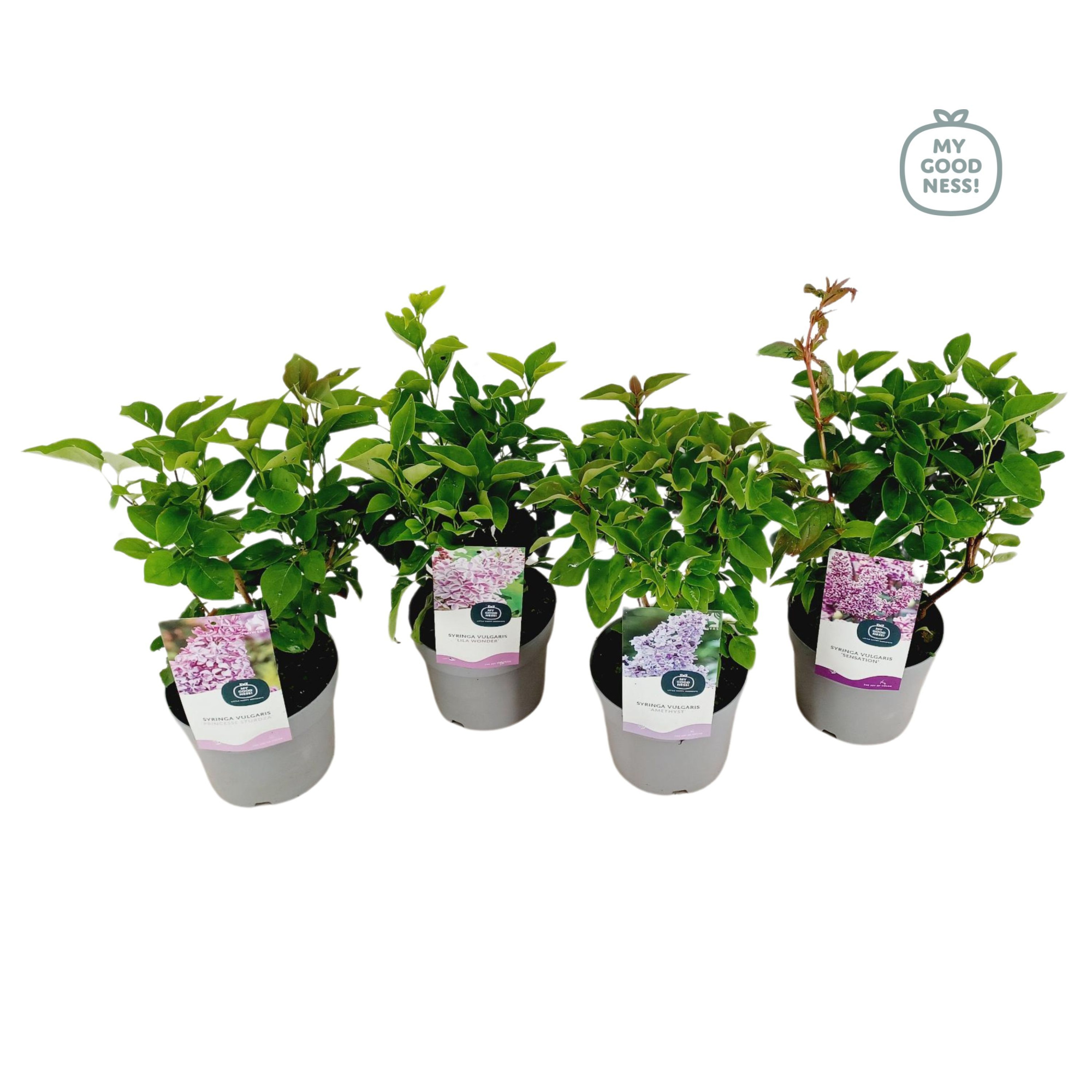 Syringa Vulgaris c2 ' MIX', D 17