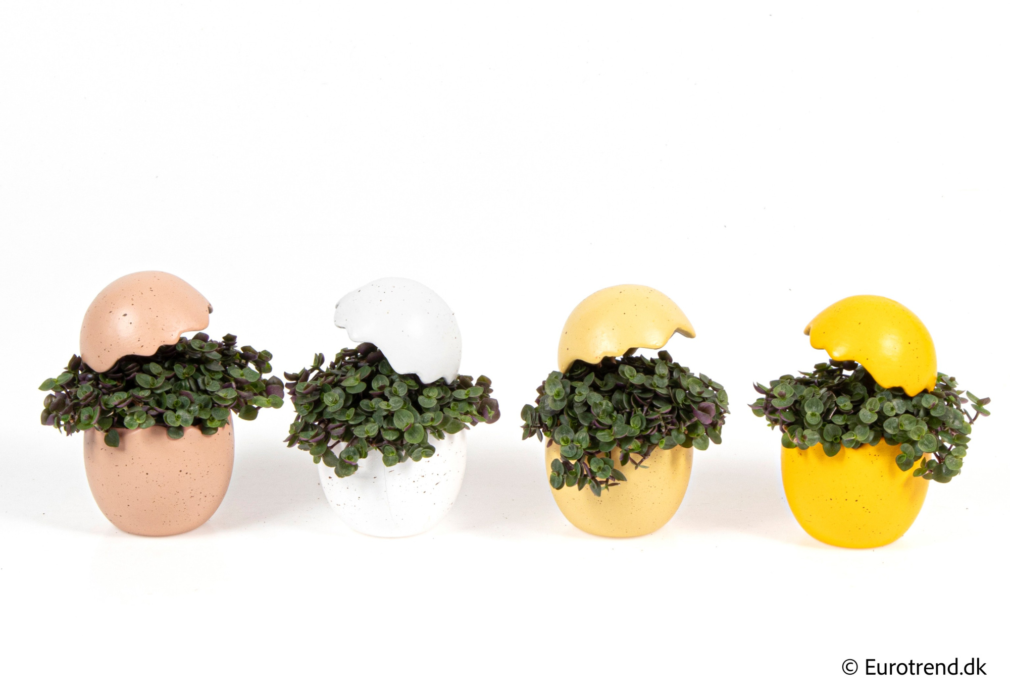 Callisia in Easter ceramic 2026, D 6