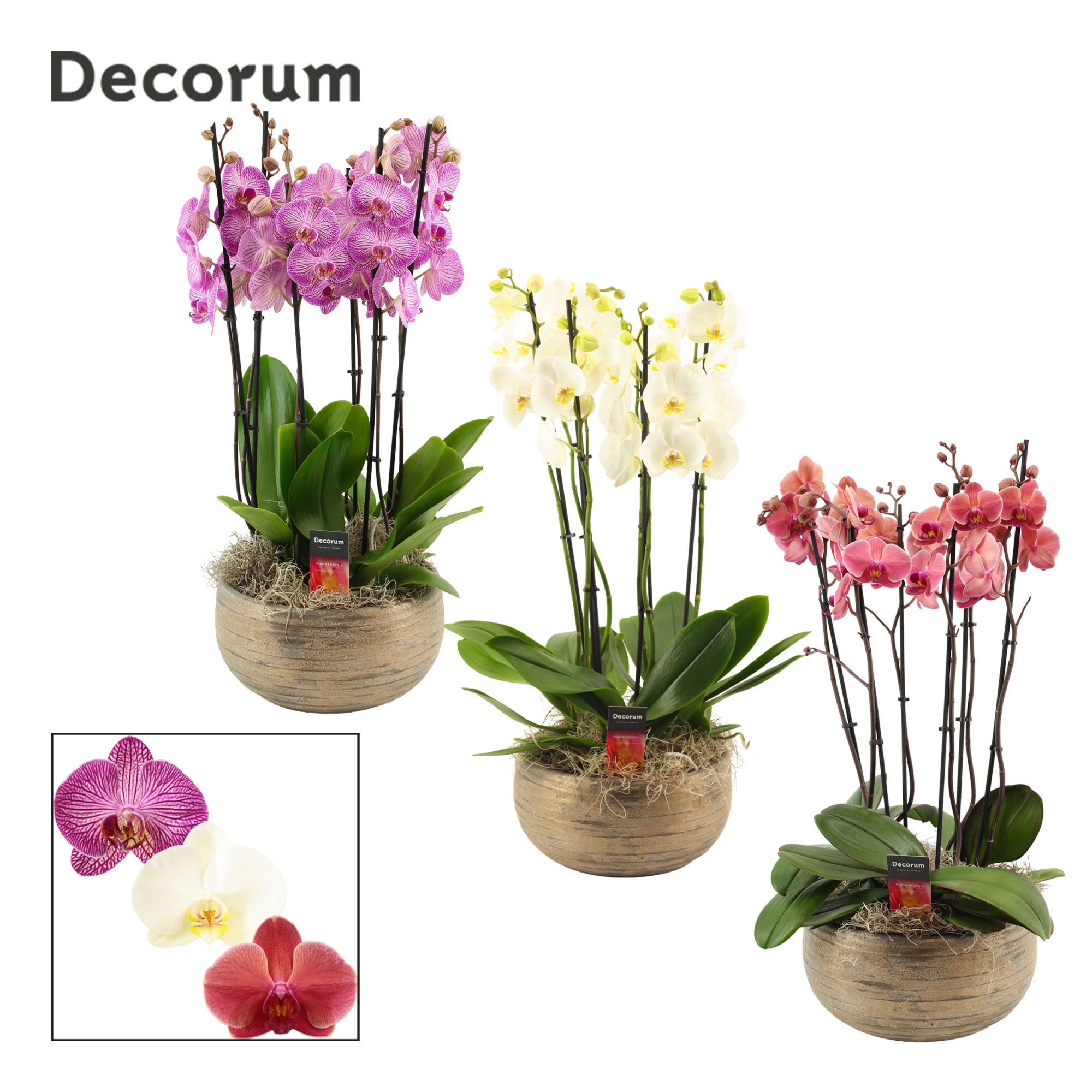 Oro 6 tak symphony mix (Deco-collection), D 27