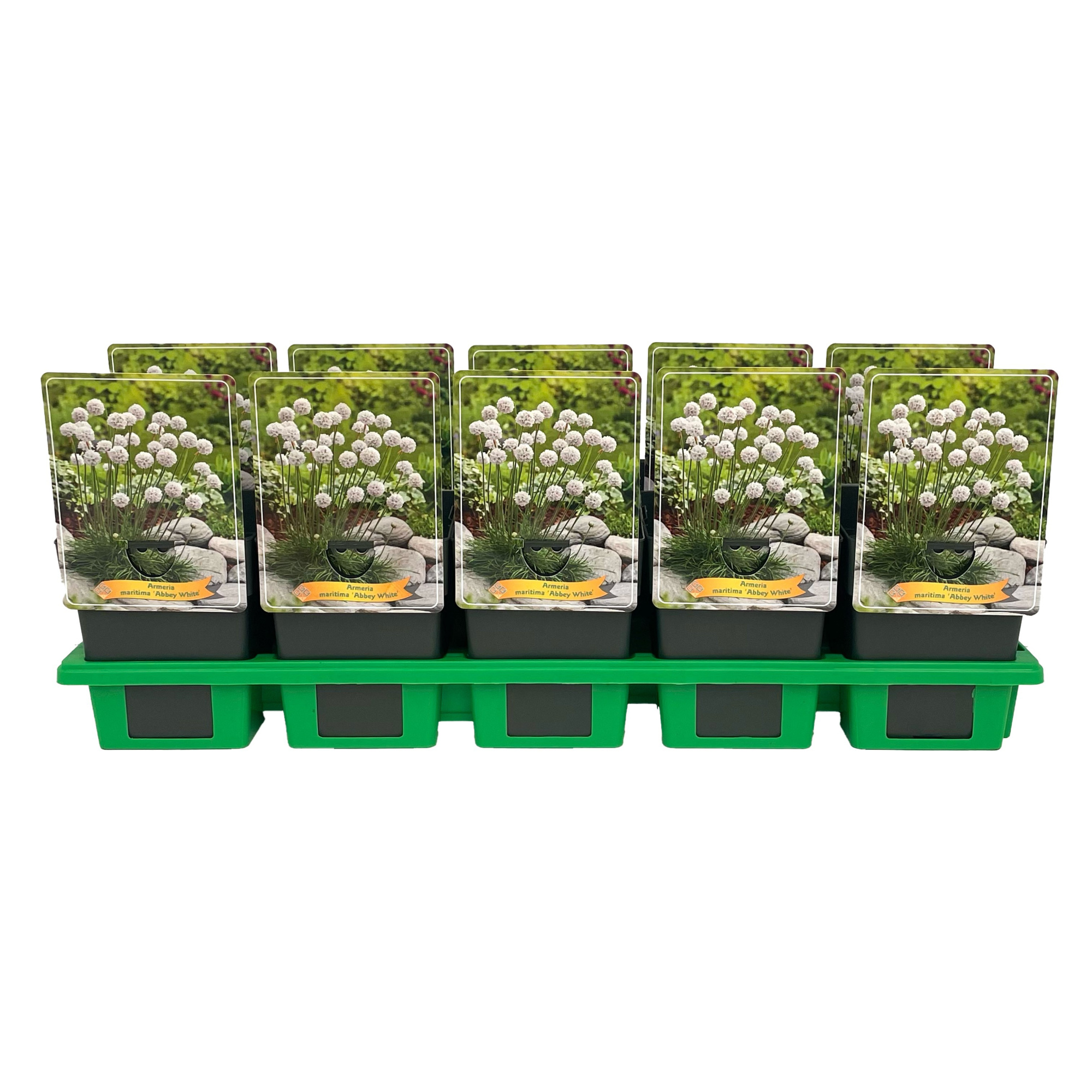 Armeria maritima 'Abbey White' P11, D 11