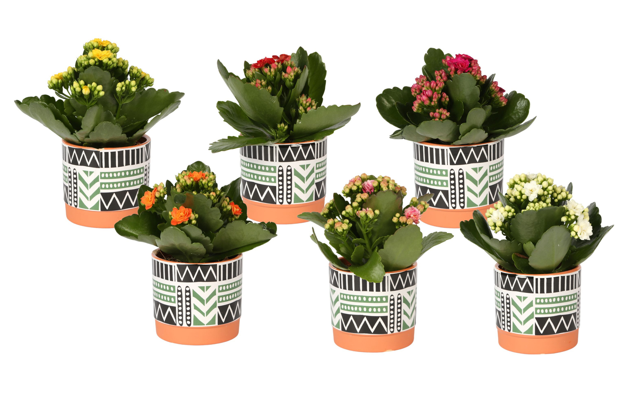 KP-824.3 - Kalanchoe 7cm mix trendy zwart wit groen pot, D 7