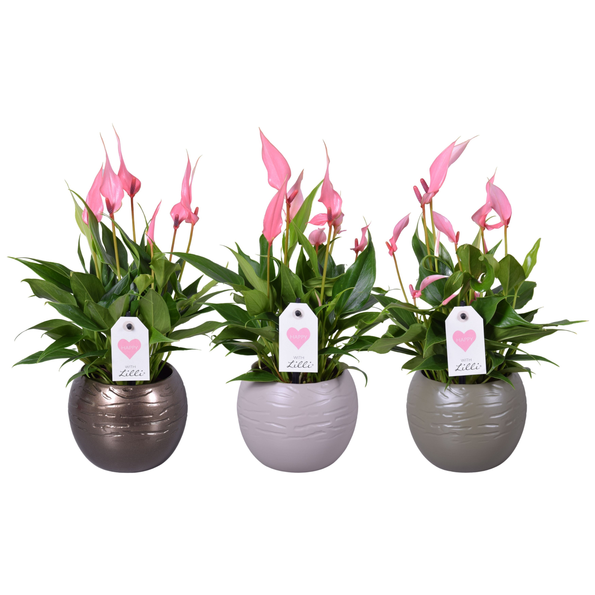 Anthurium Lilli in bolpot, D 10