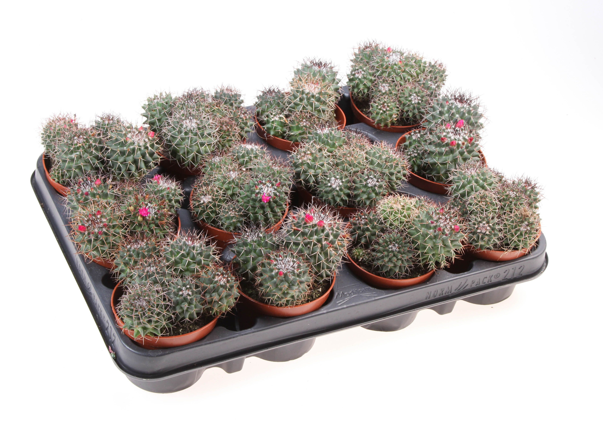 Mammillaria hildagensis, D 8,5